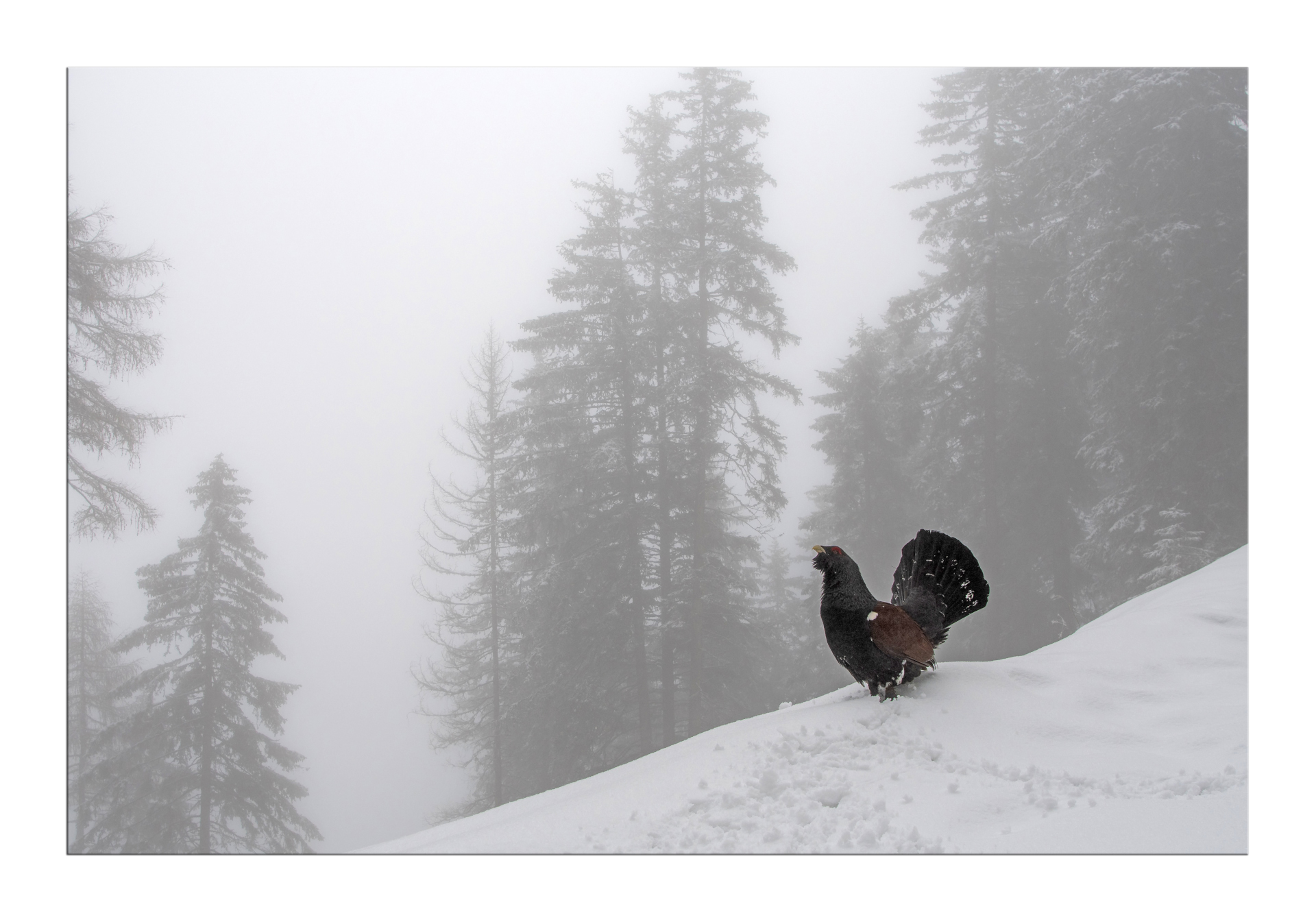 Capercaillie in the Fog