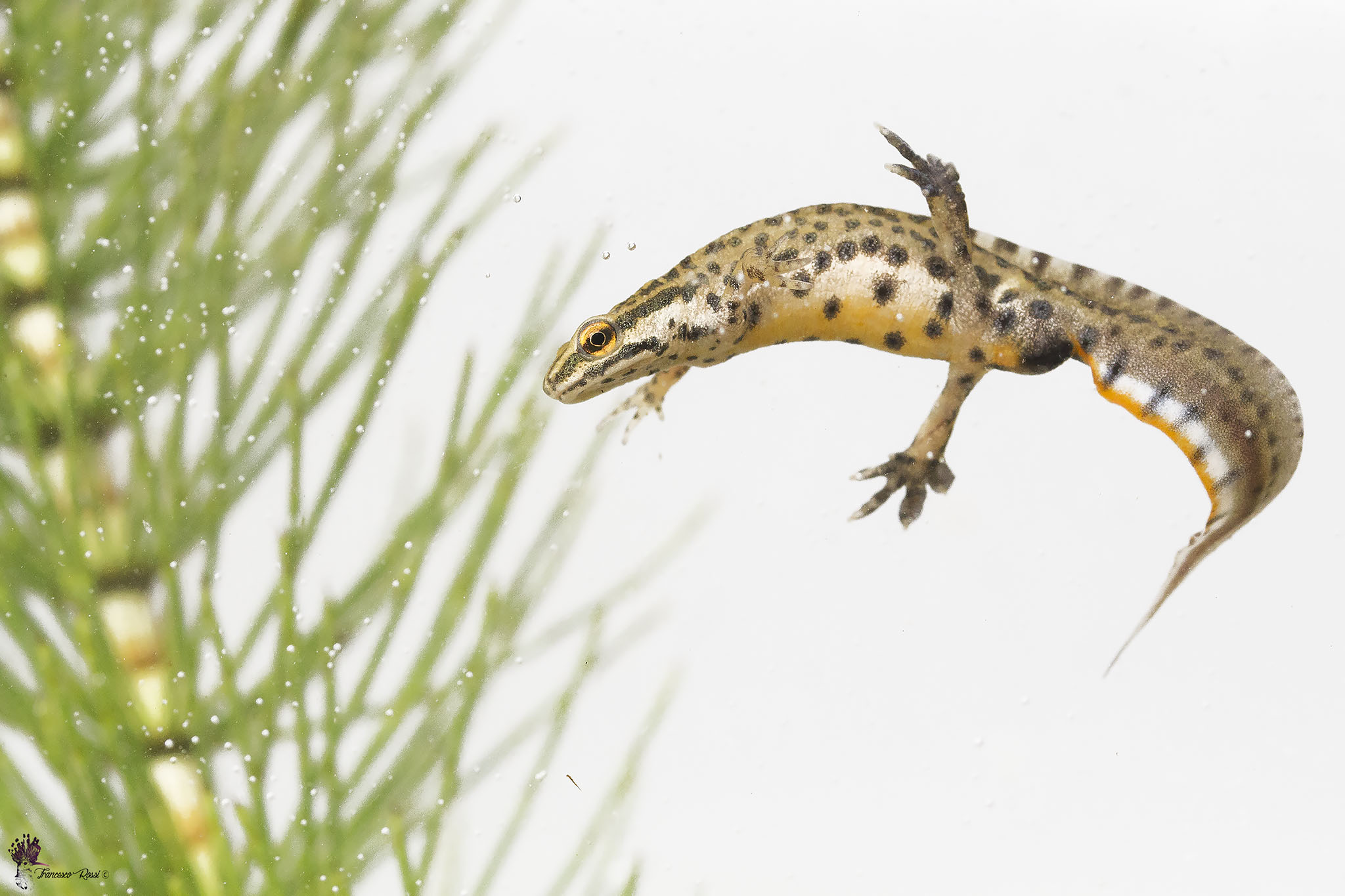 NEWT Dotted in White