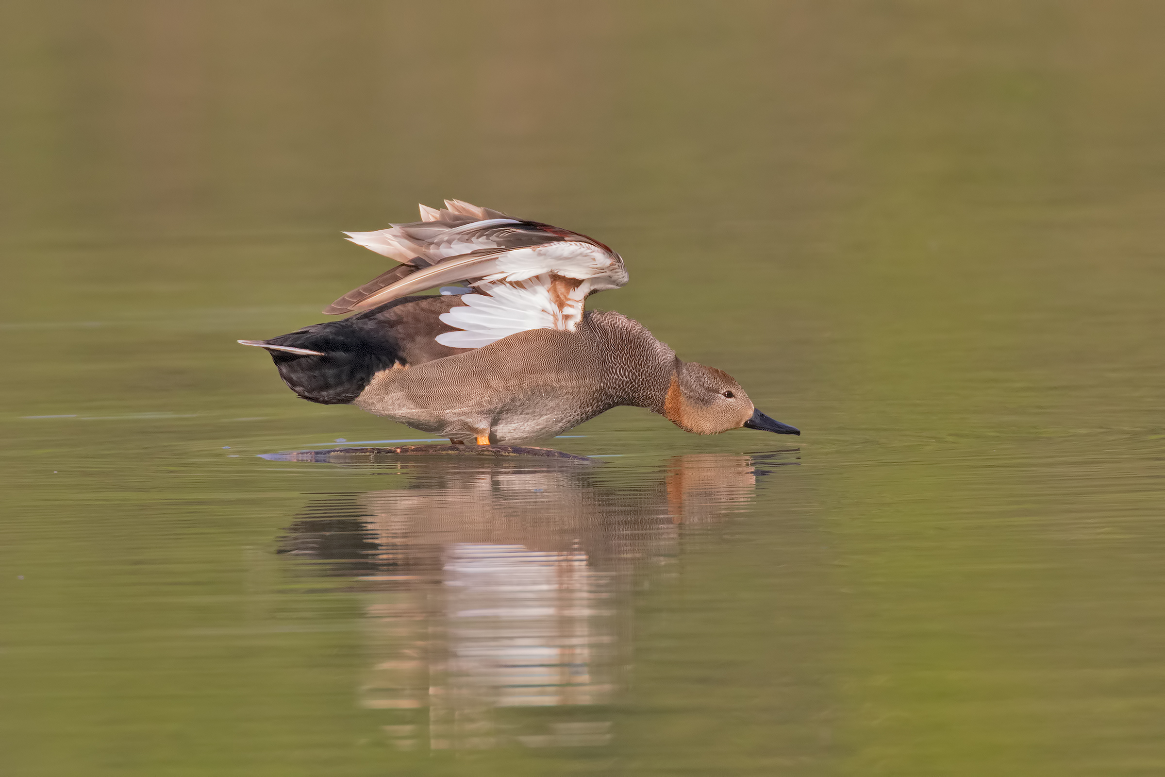 Gadwall