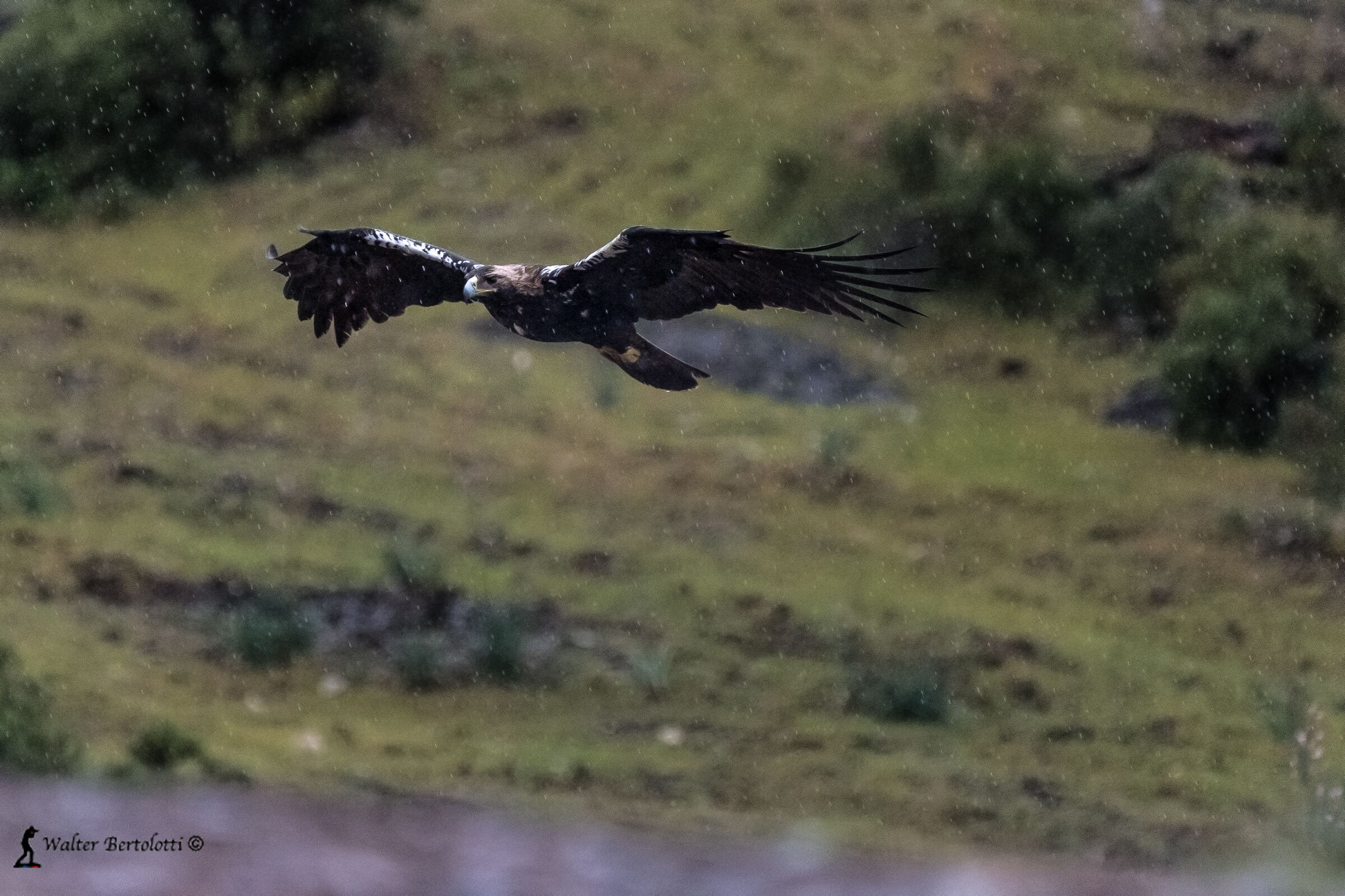Aquila imperiale iberica sotto la pioggia