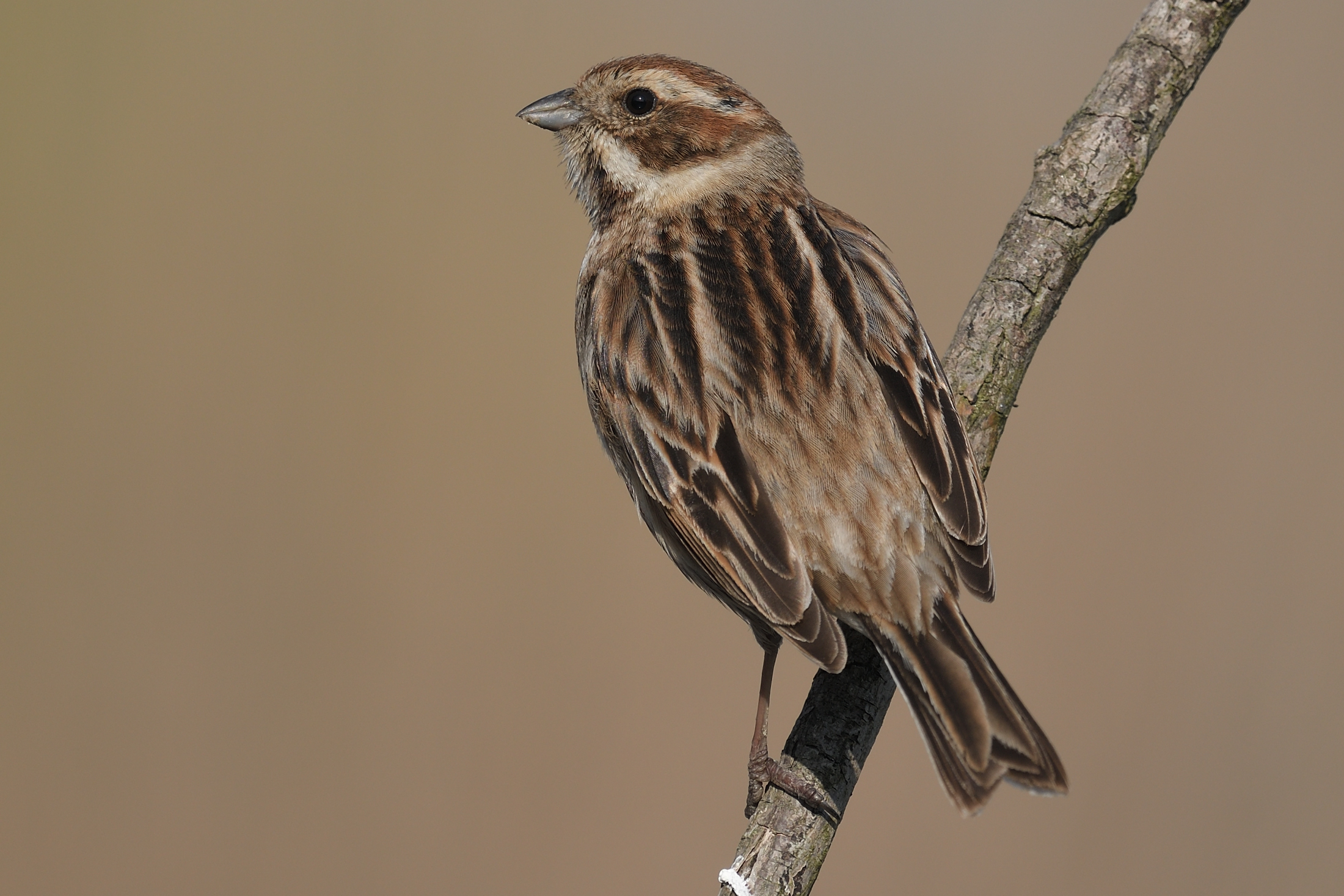 Migliarino di Palude