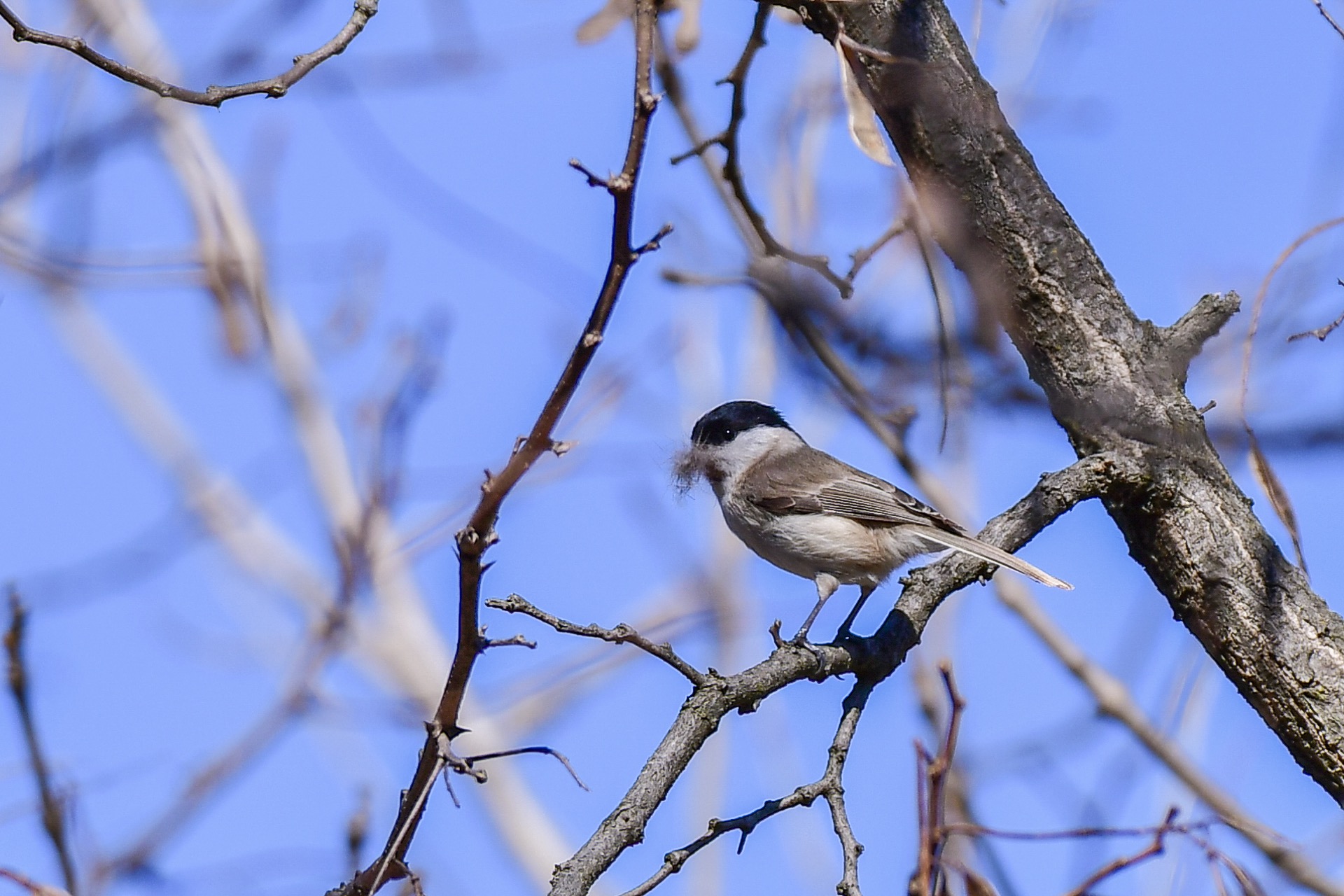Cincia barred intent on preparing the nest