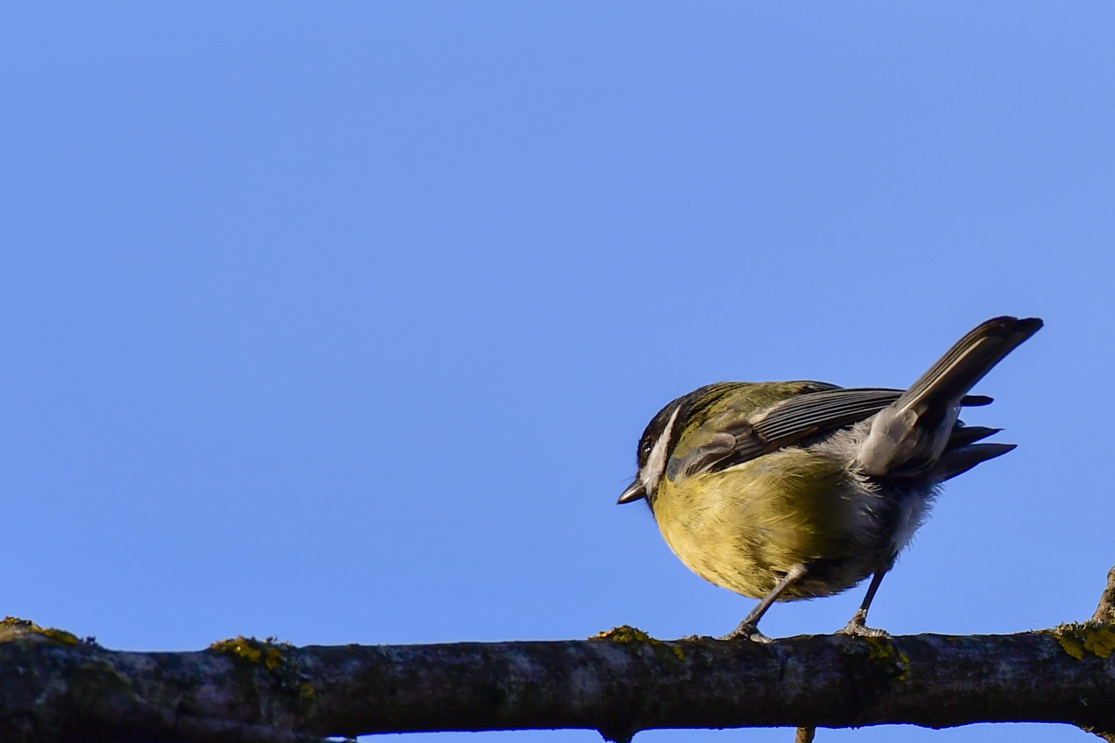 Cinciallegra takes the last sun of the day