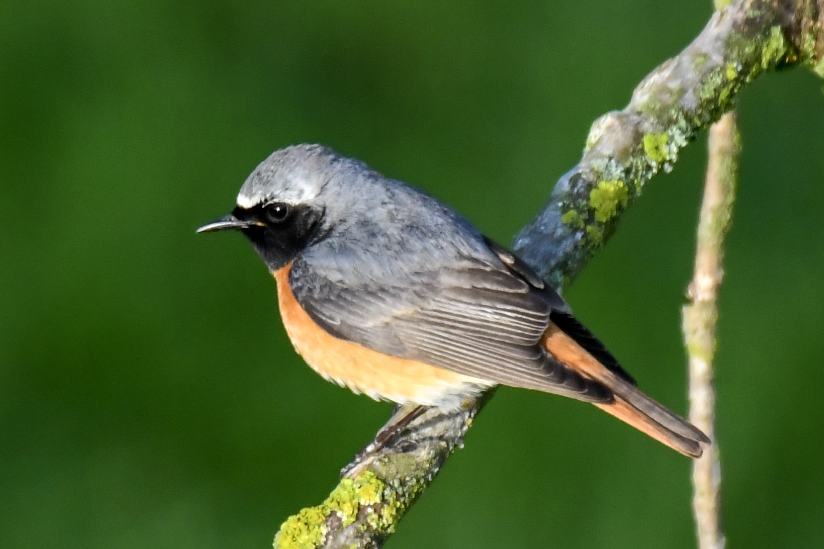 Black Redstart