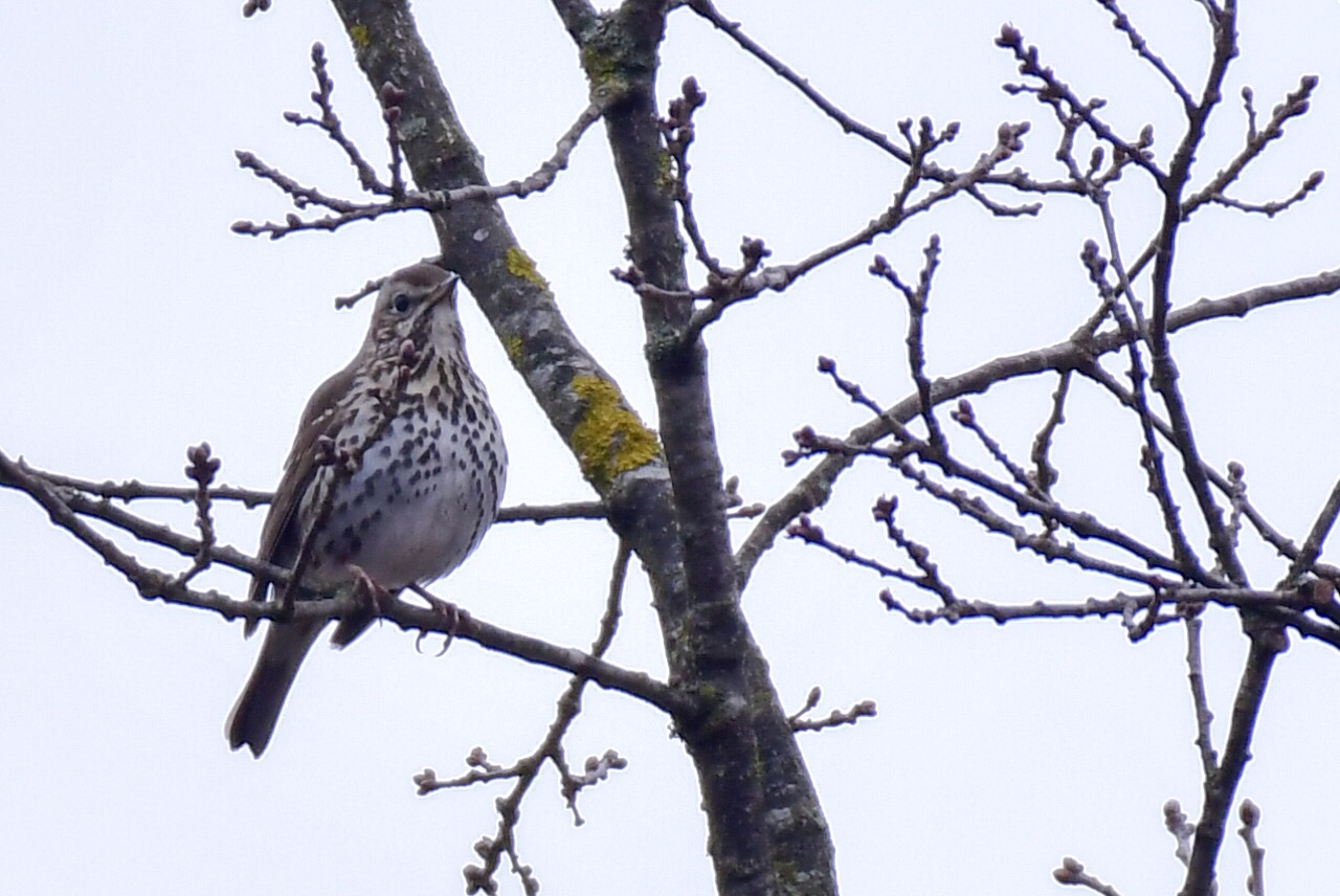 Song Thrush