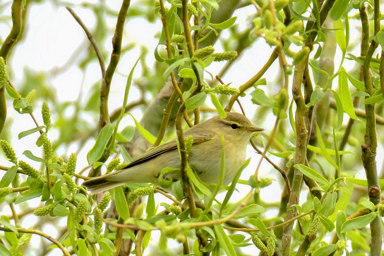 Chiffchaff
