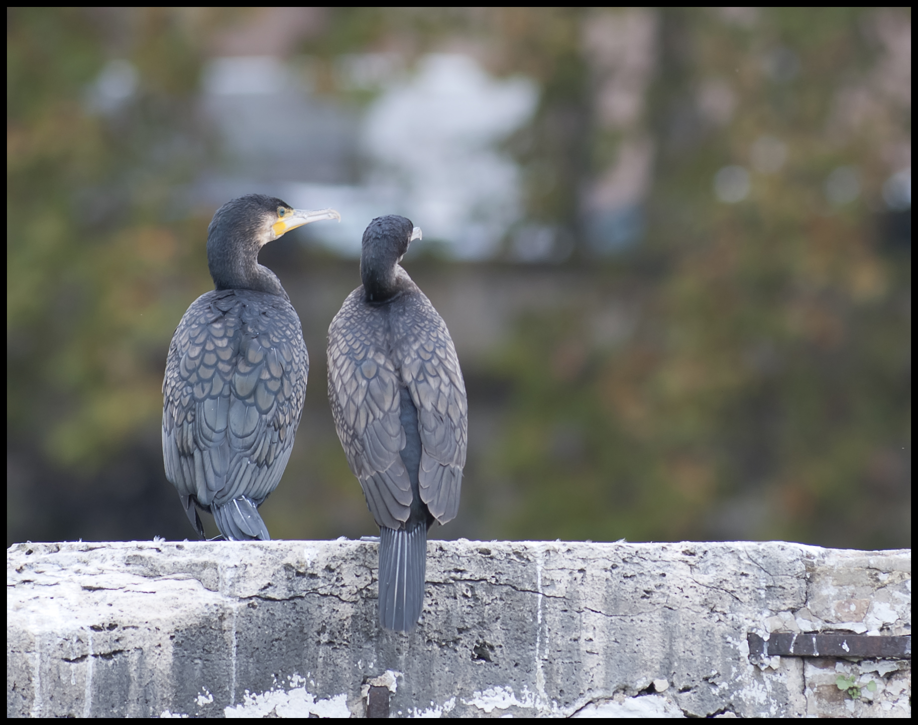 che casino qua a roma......