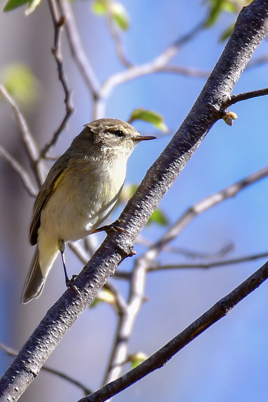 Chiffchaff