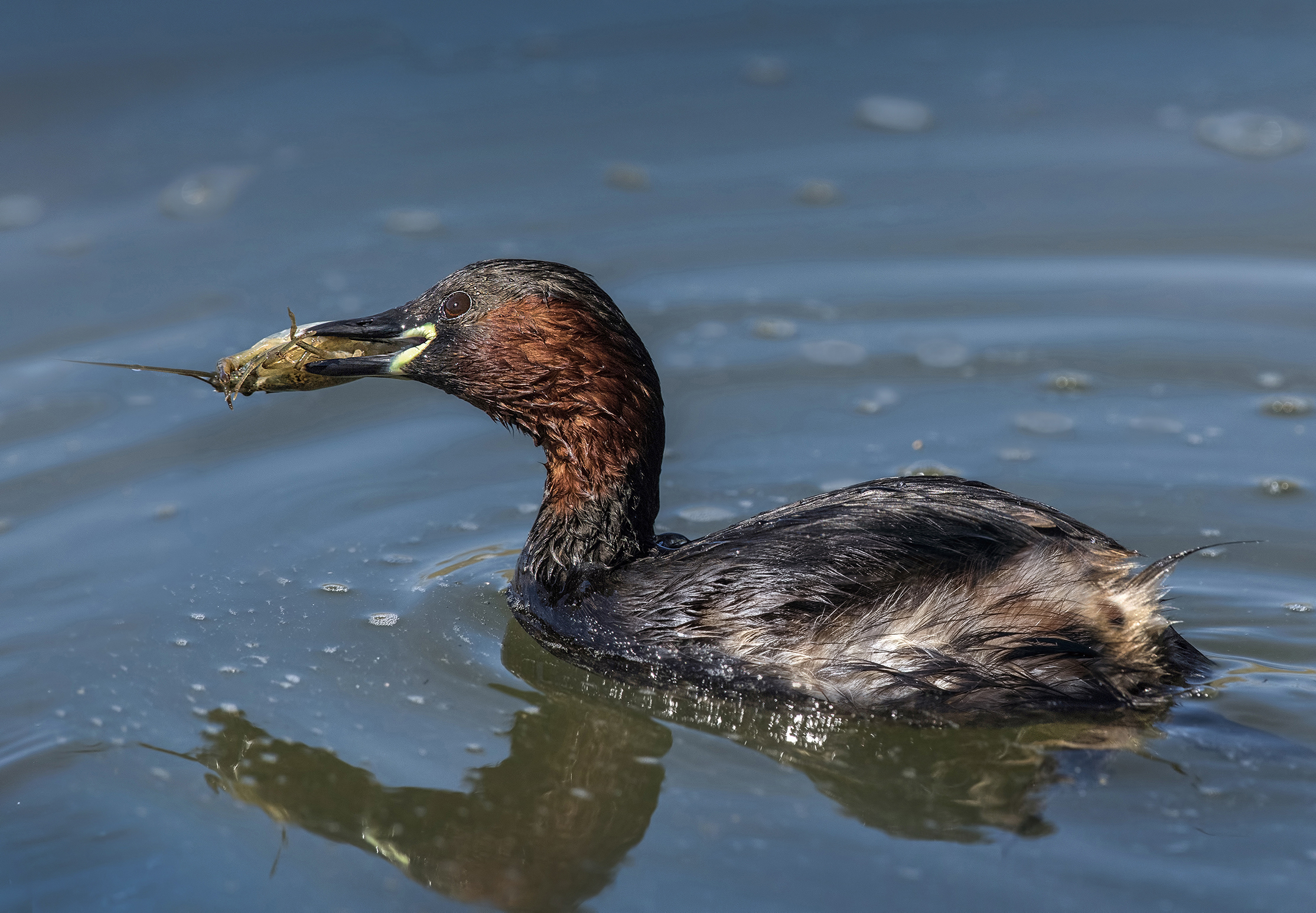 gamberetti  per pranzo