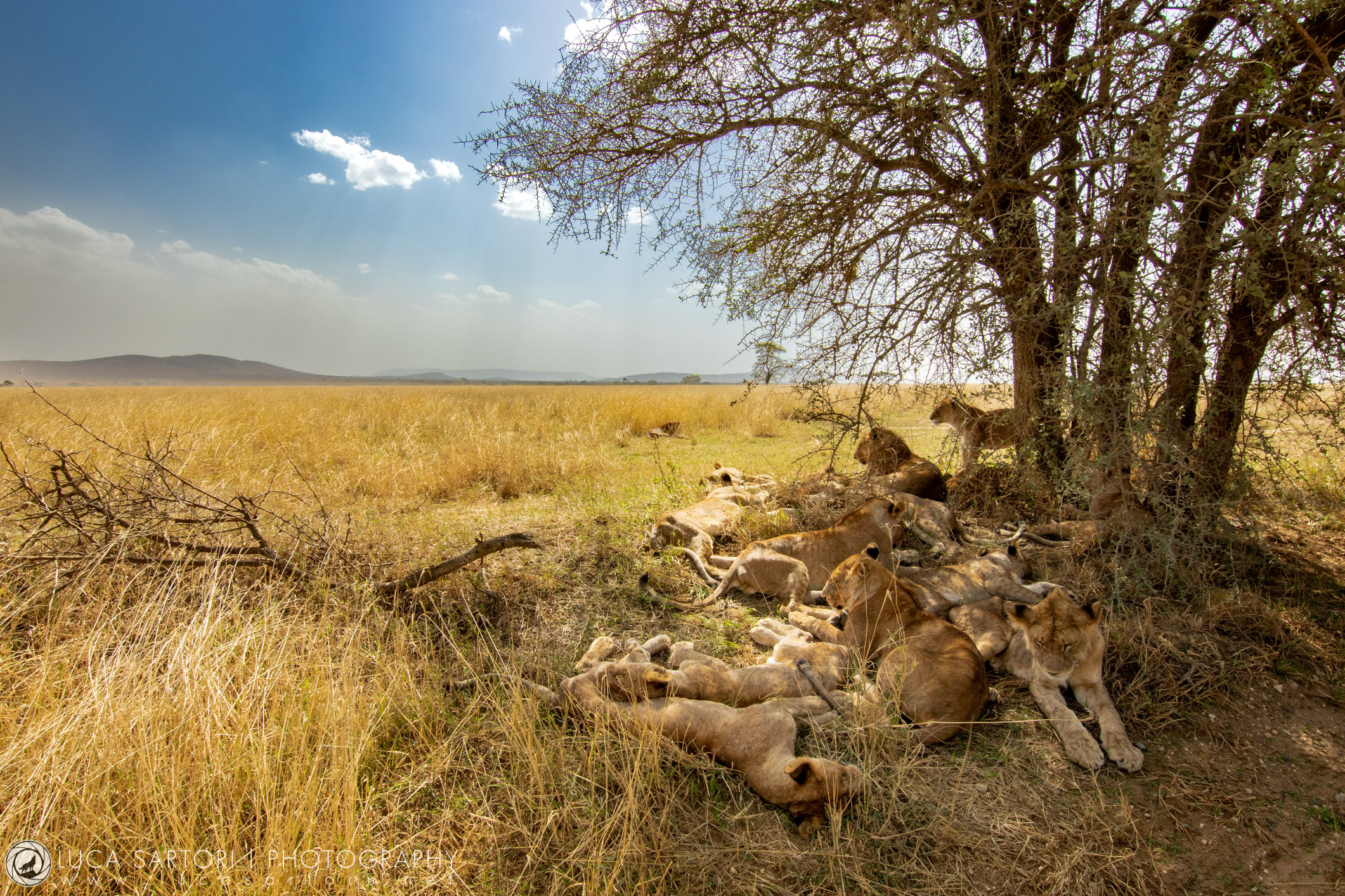 The rest of the Lions