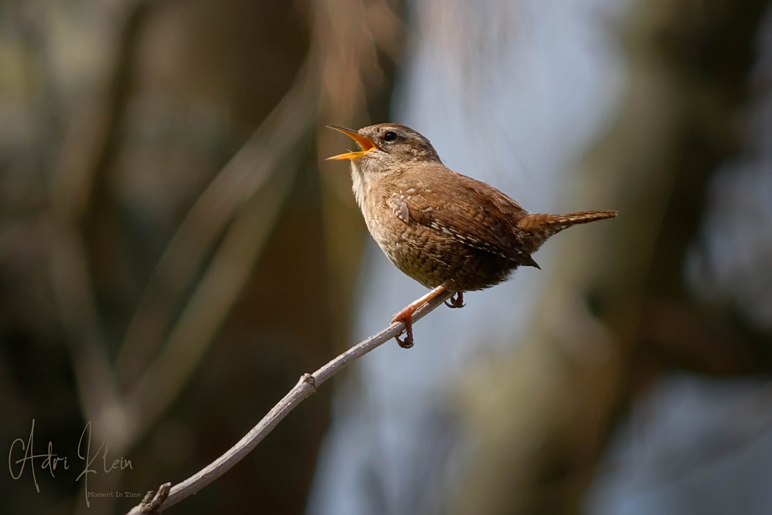 Wren