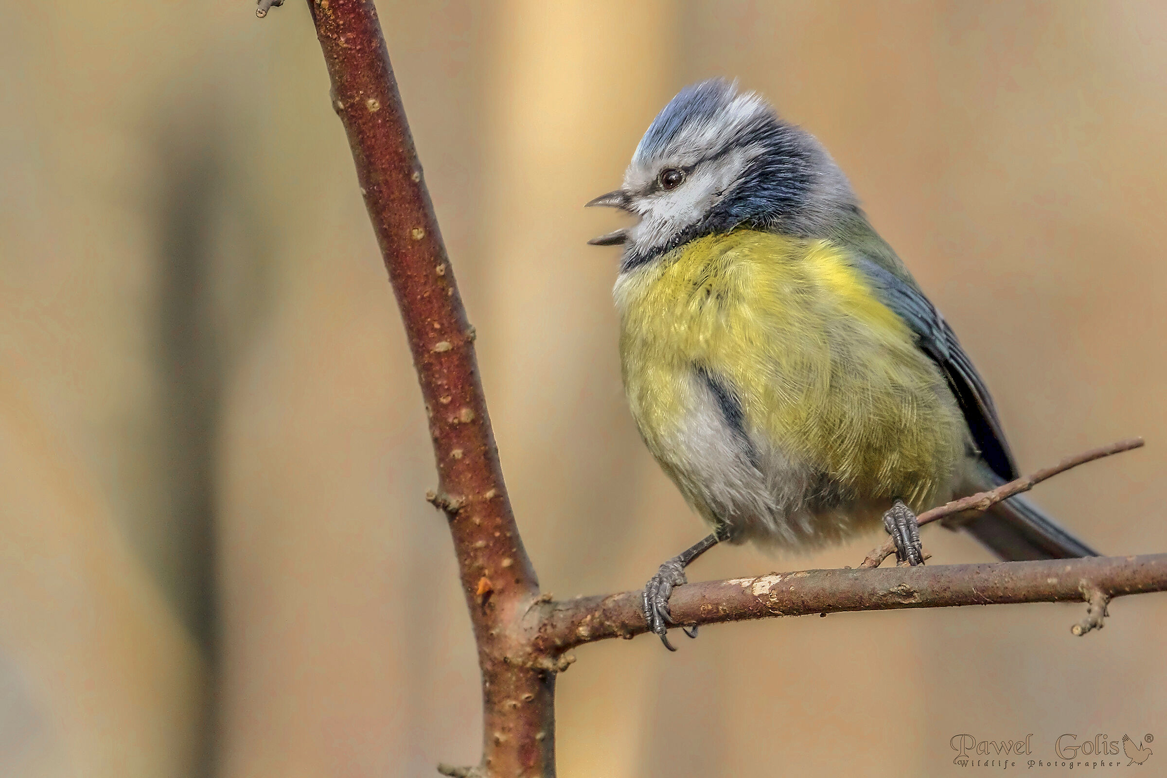 Tetta blu eurasiatica (Cyanistes caeruleus)
