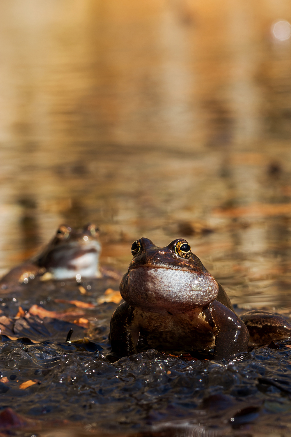 Guai a chi si avvicina