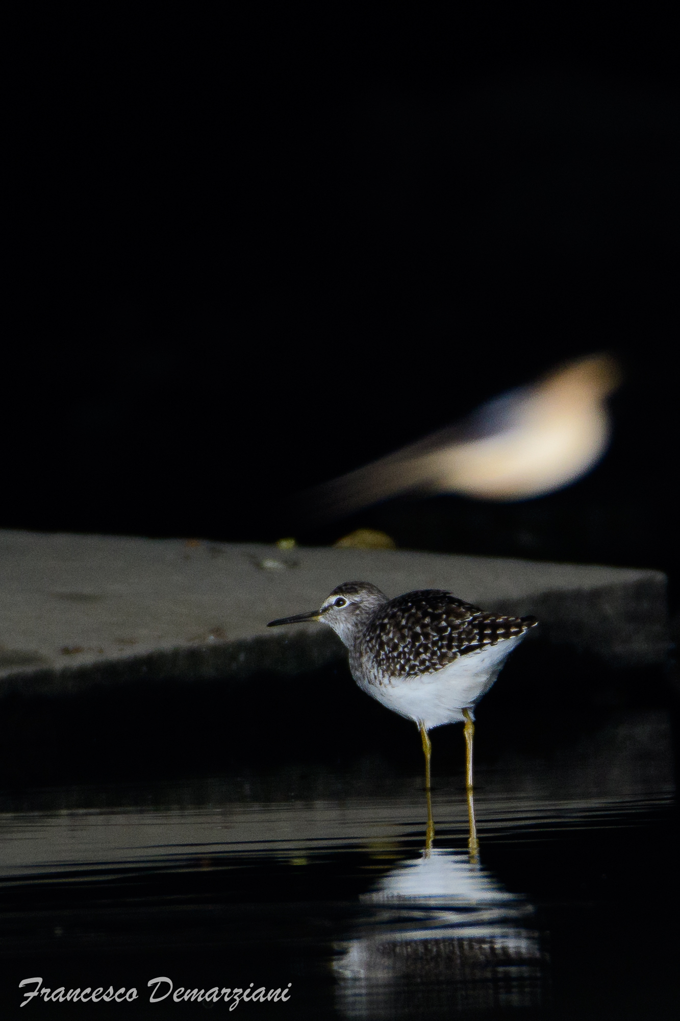 Piro Piro Culbianco e Rondine in volo veloce