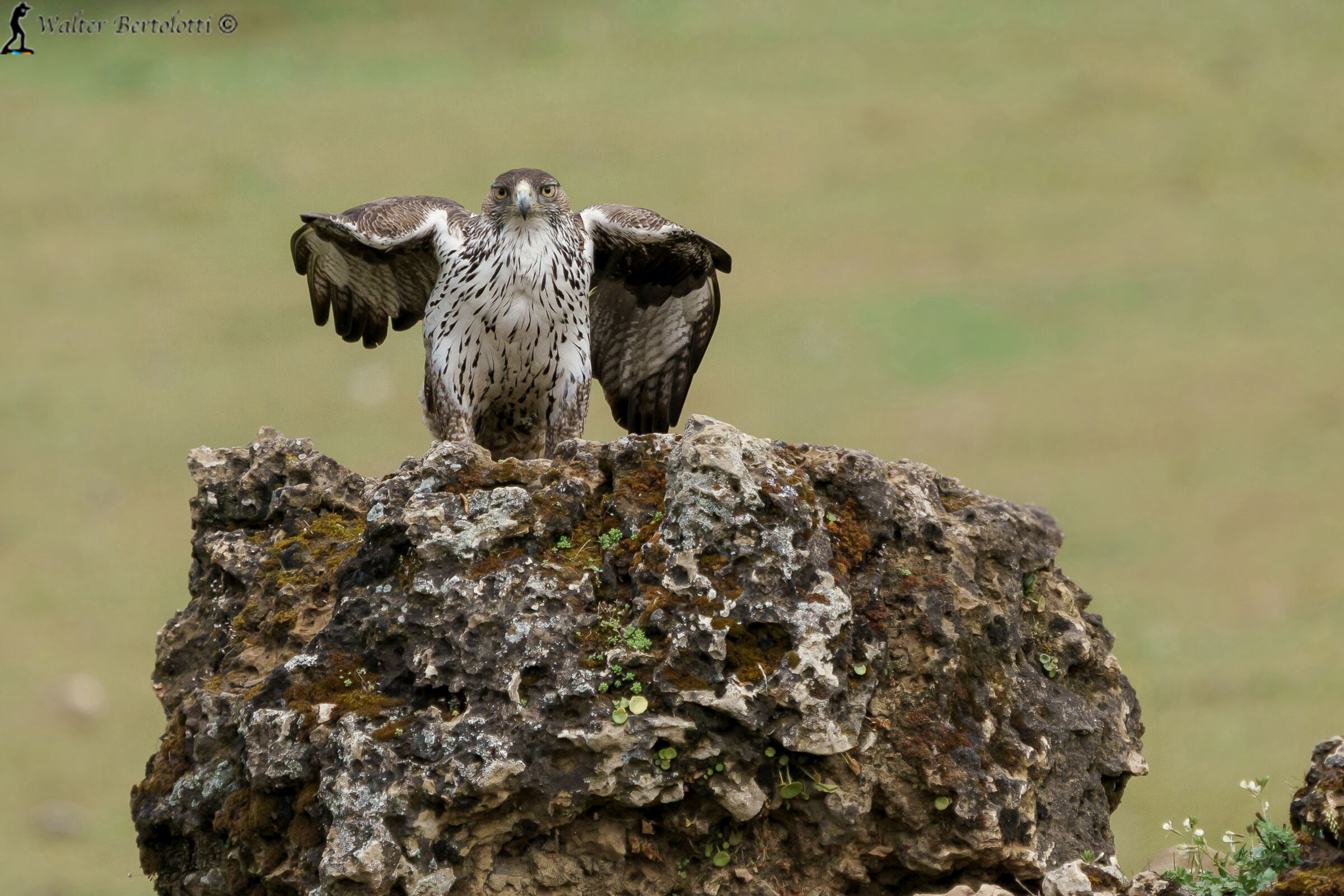 aquila del bonelli