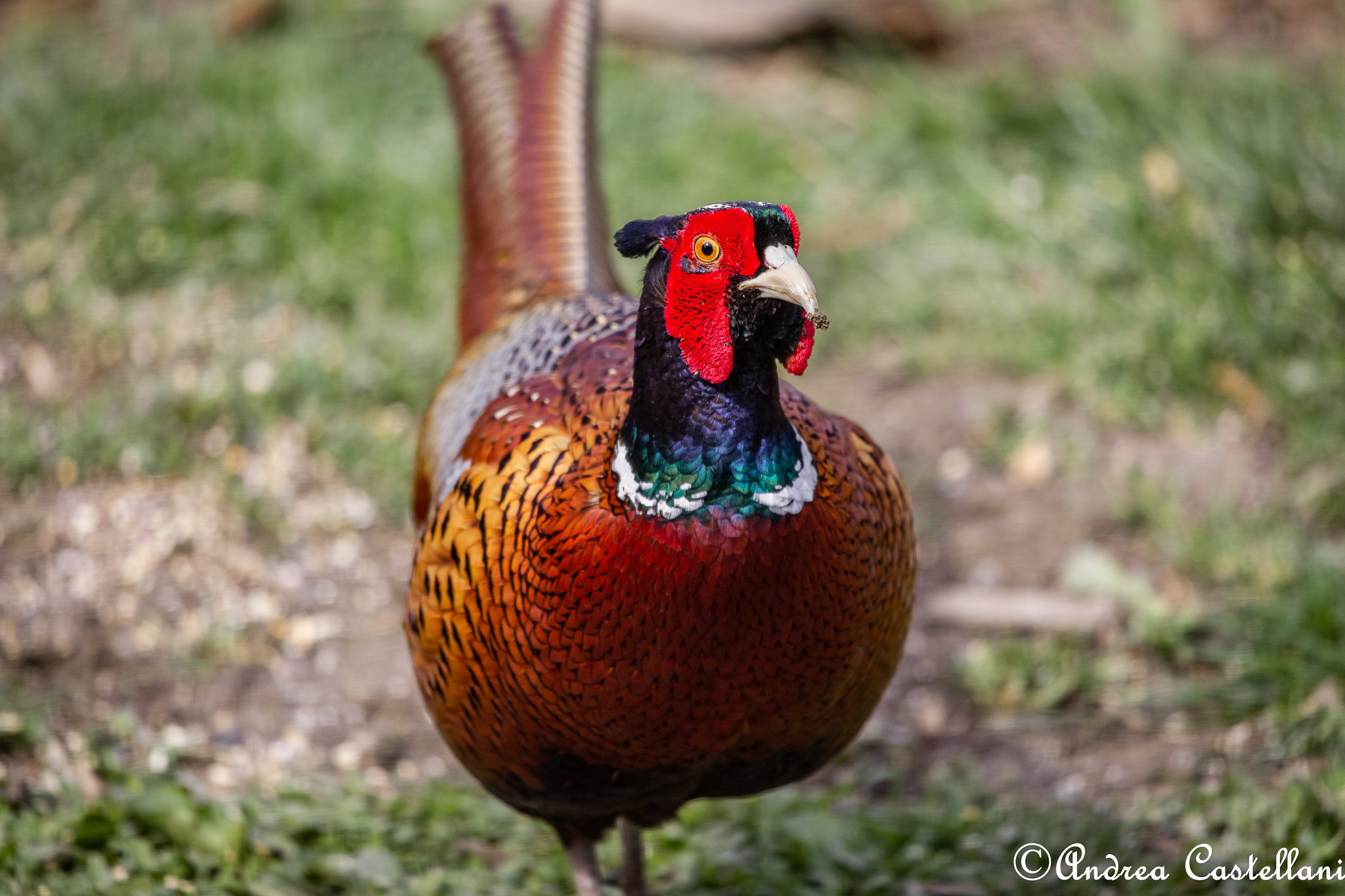 Pheasant Close Encounter
