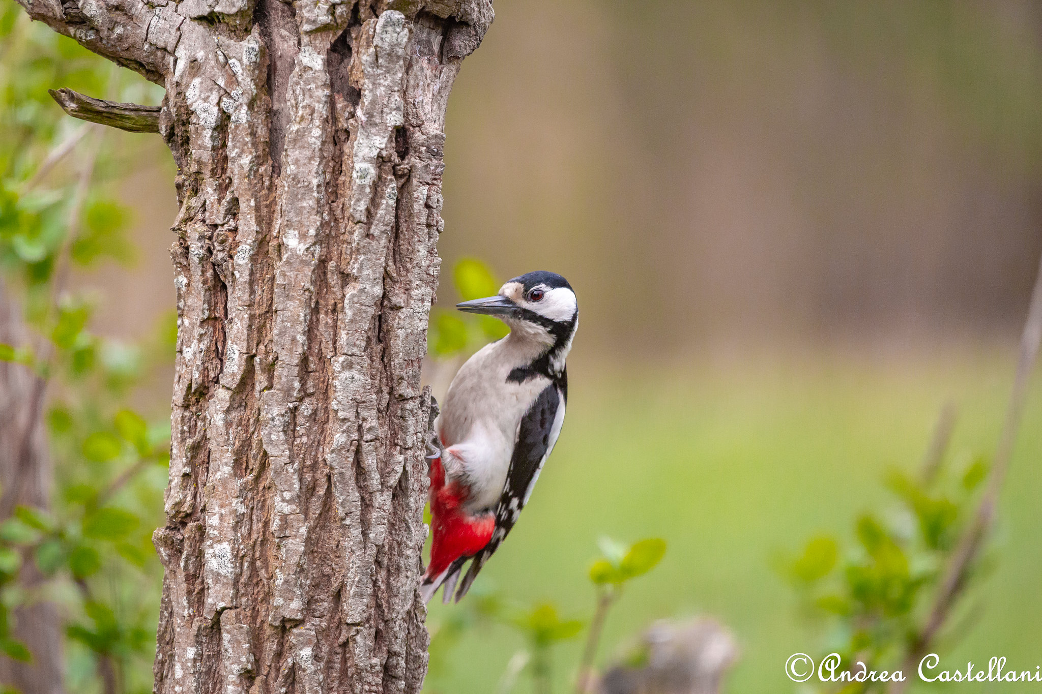 Senior Red Woodpeckers