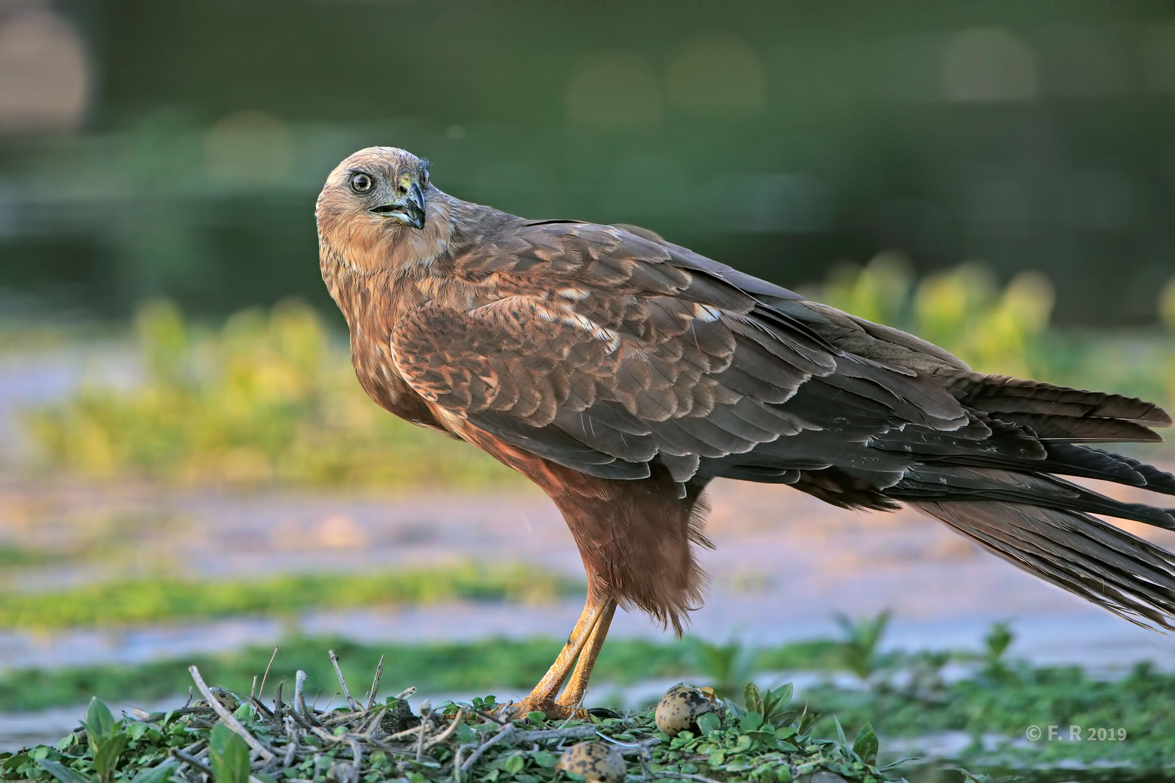 On the Knight's Nest