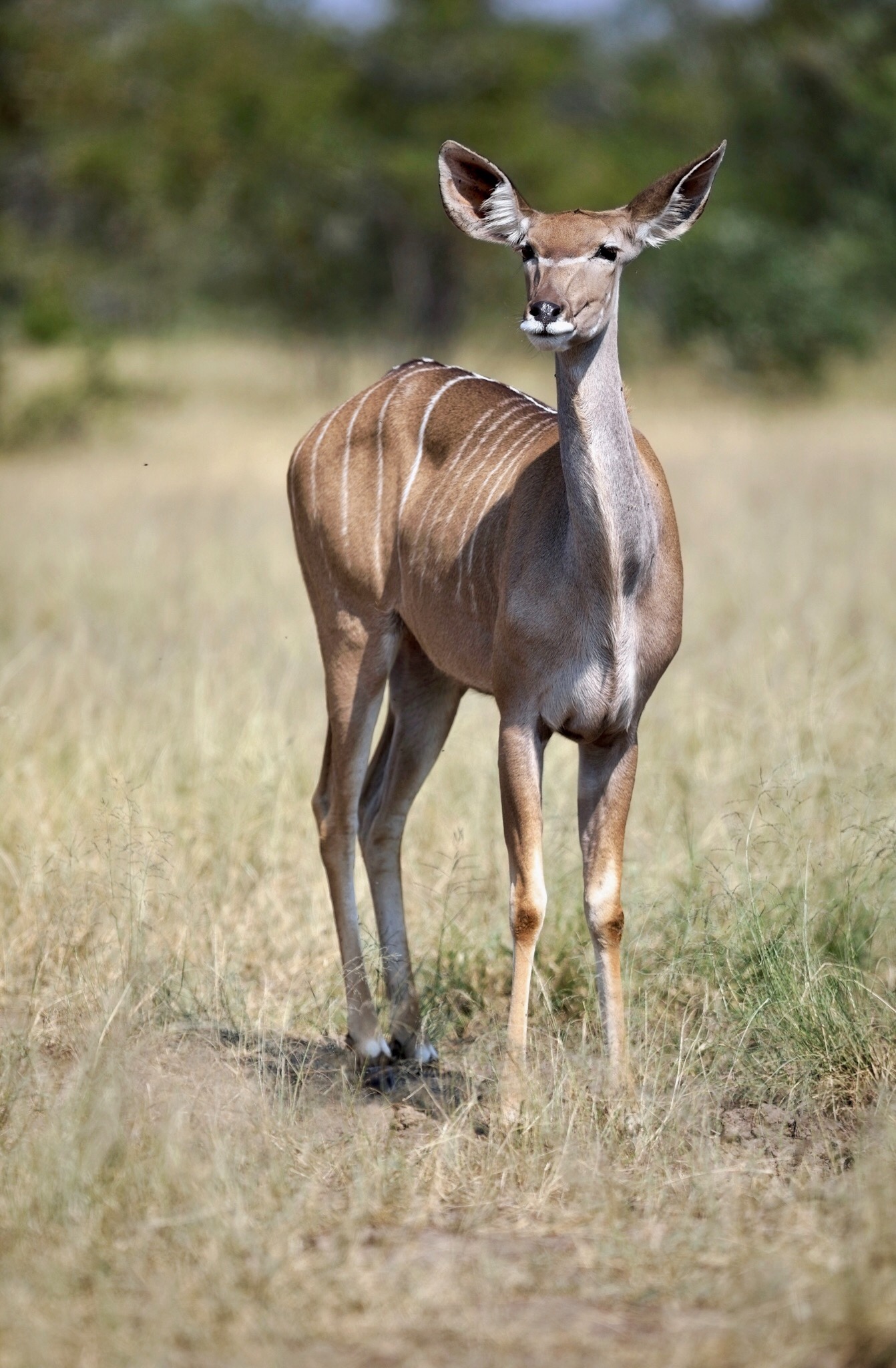 Kudu femmina