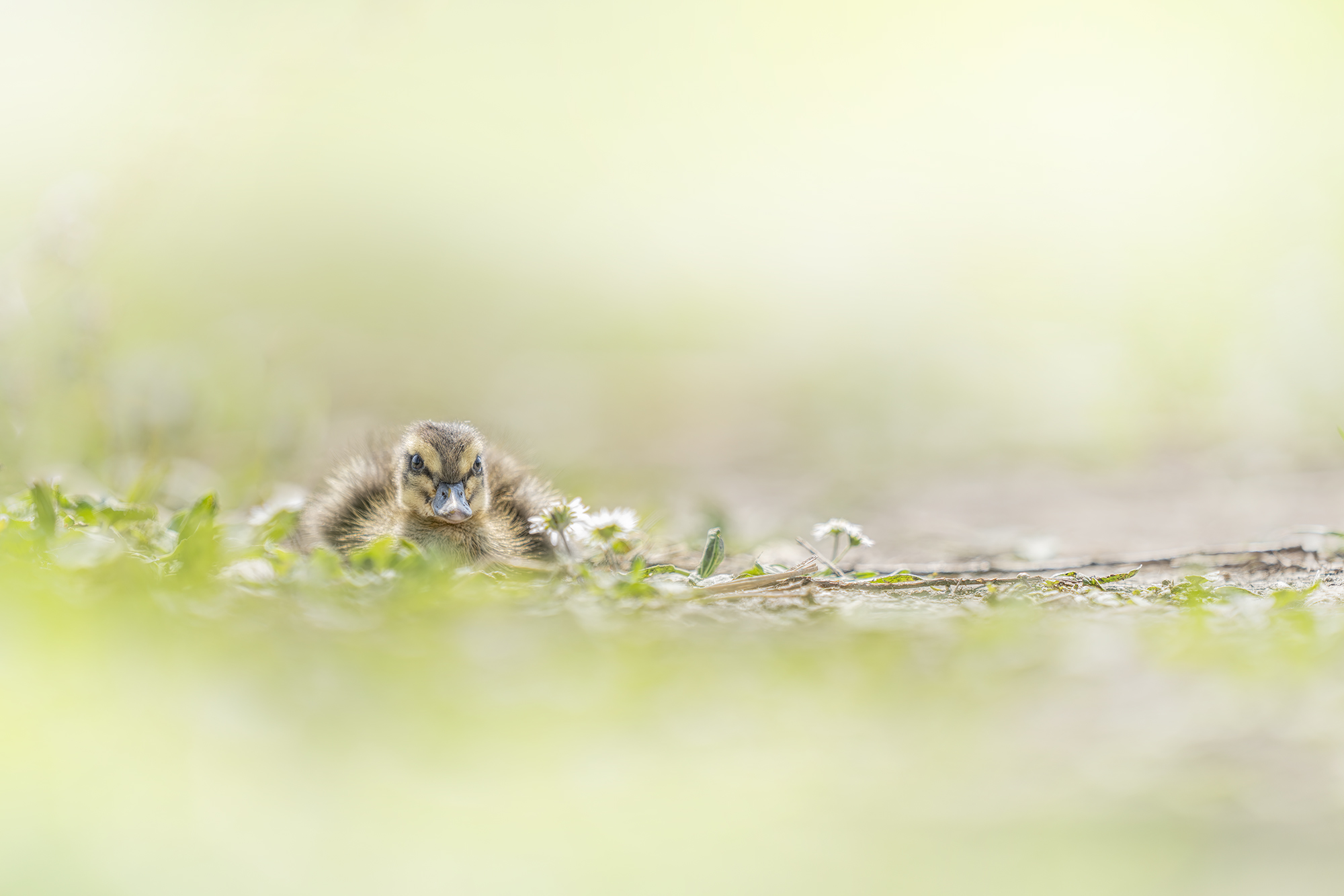 Here's Beppe my friend