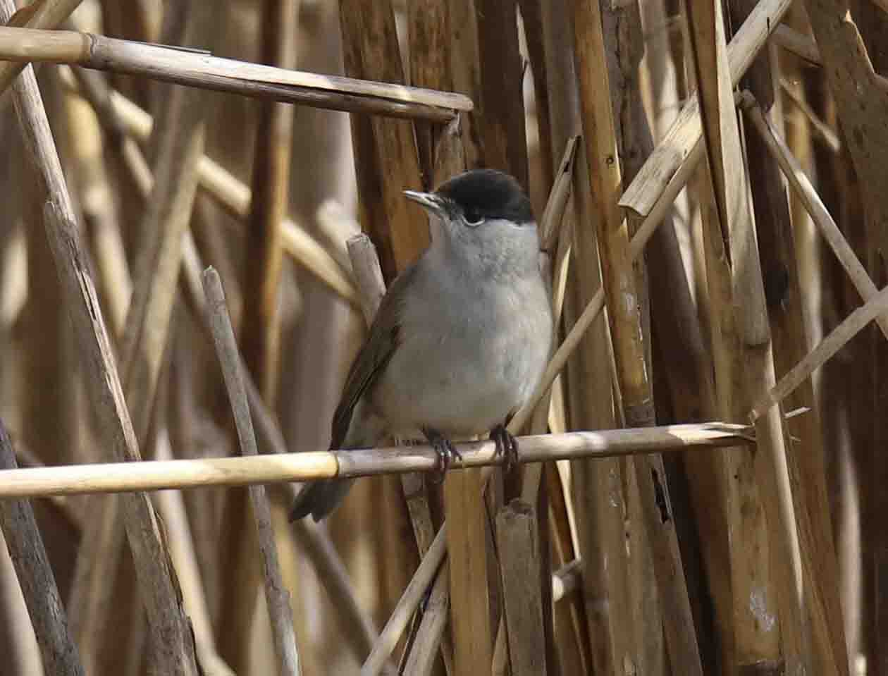 Blackcap