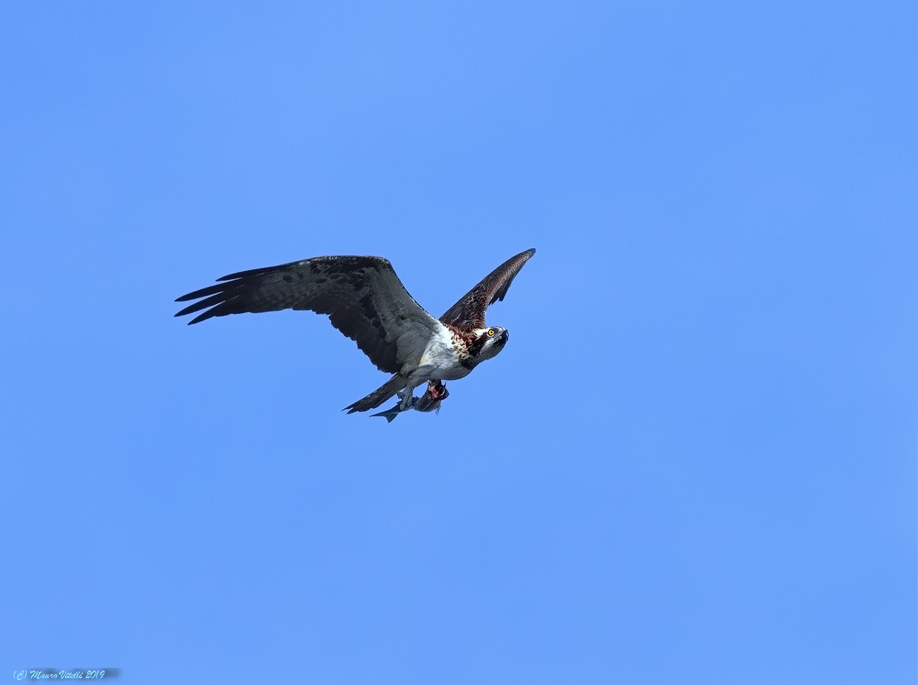 Osprey