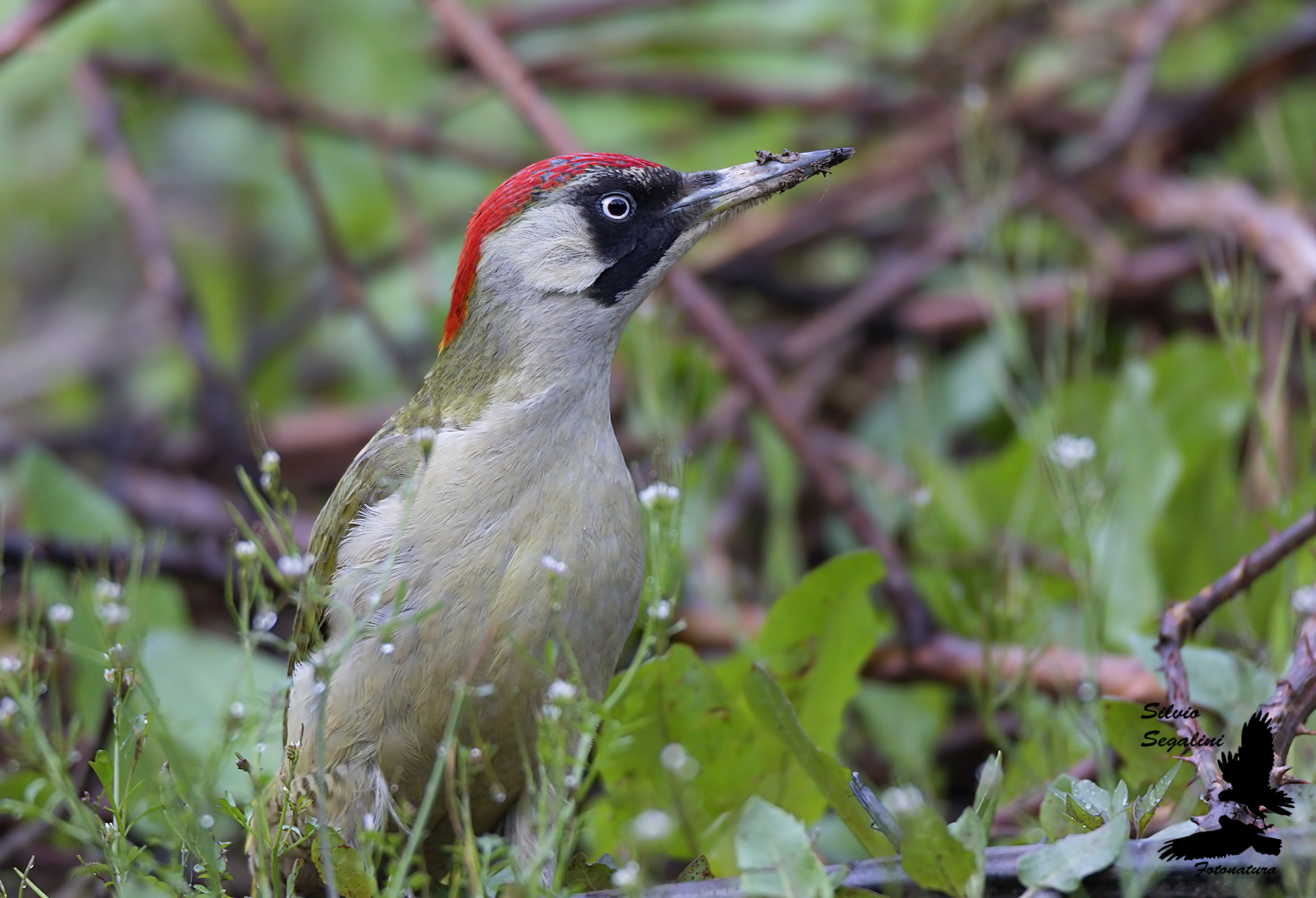 Green Woodpeckers