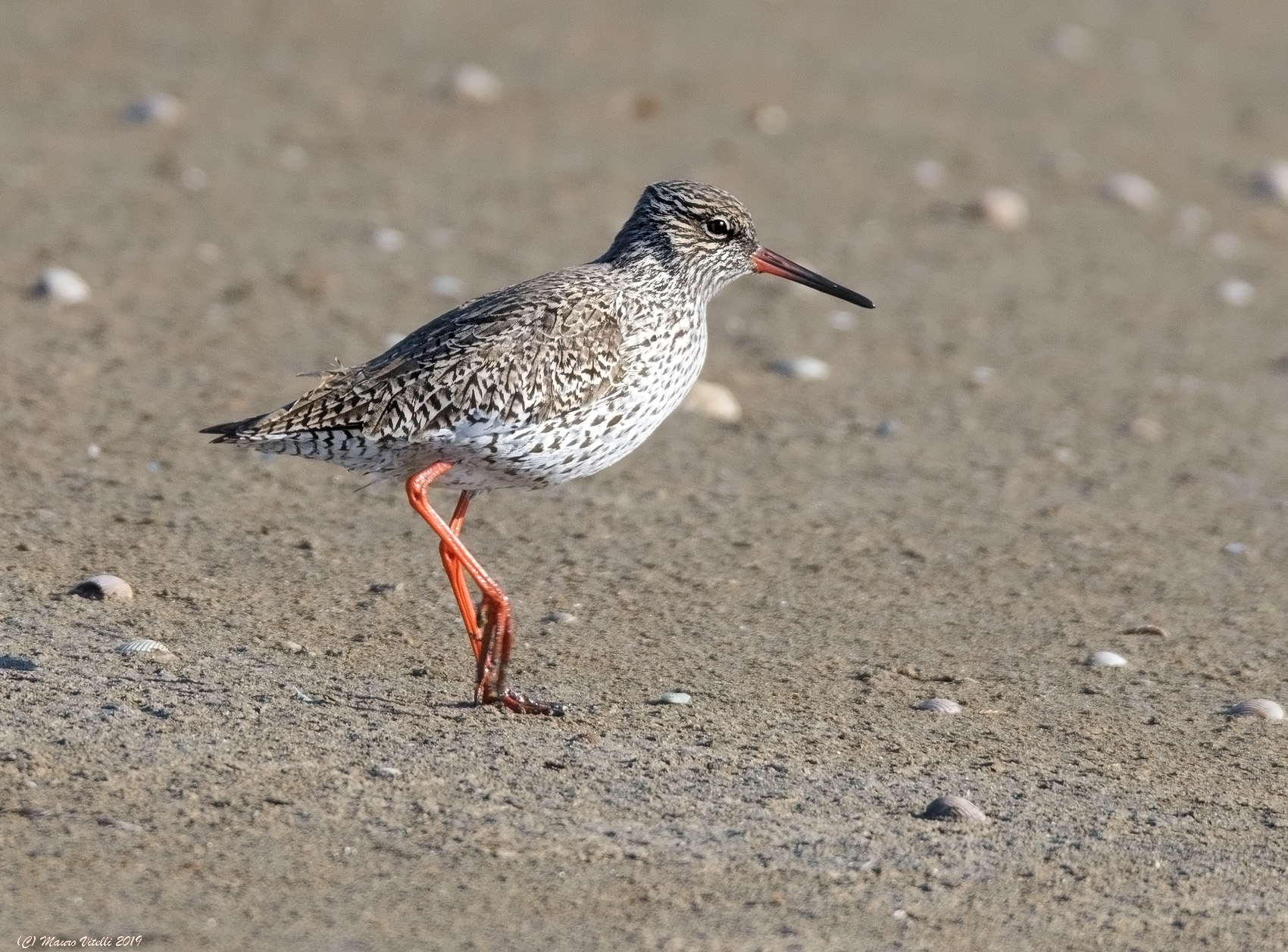 Redshank (Tringa Totanus)