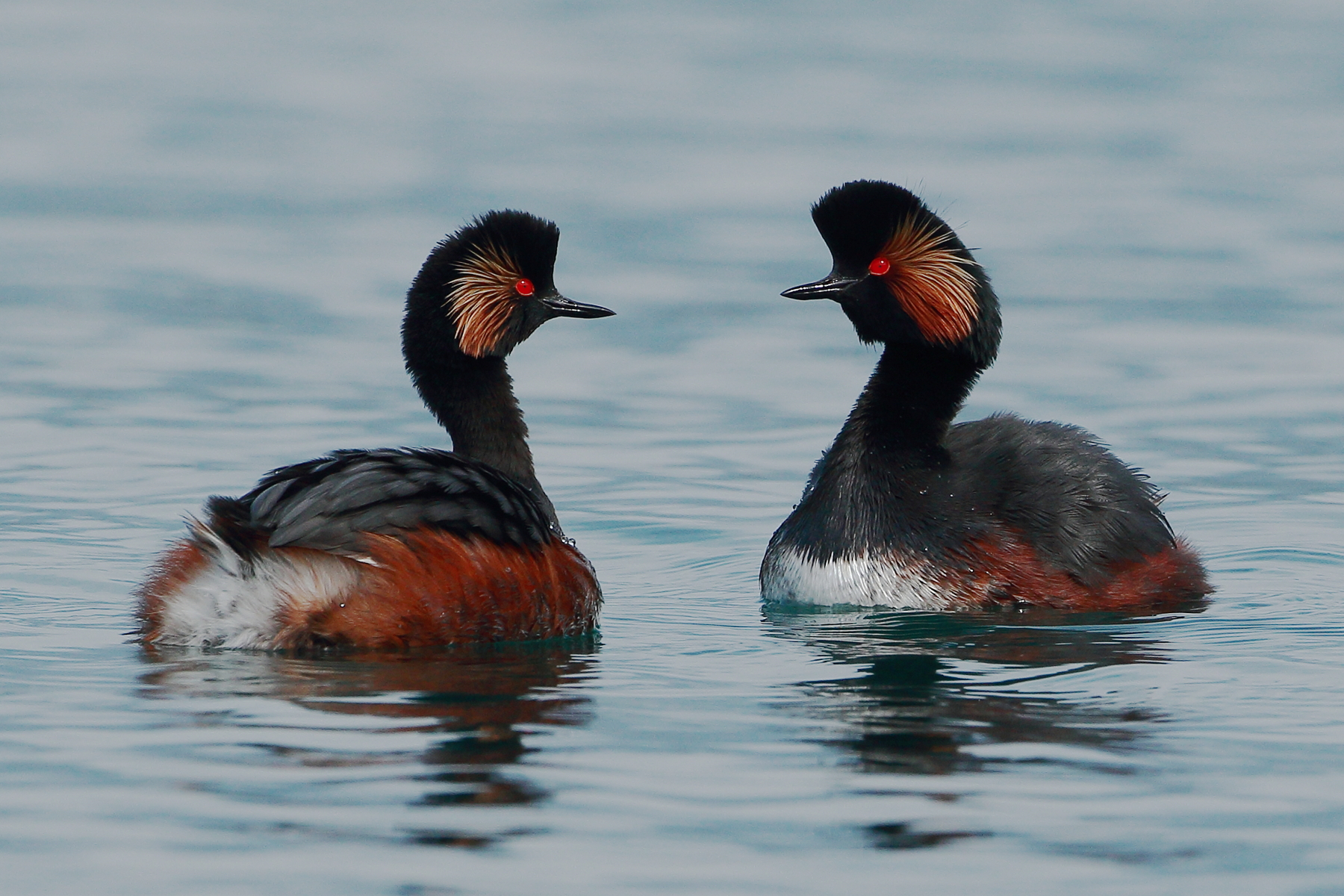 Corteggiamento svassi piccoli.