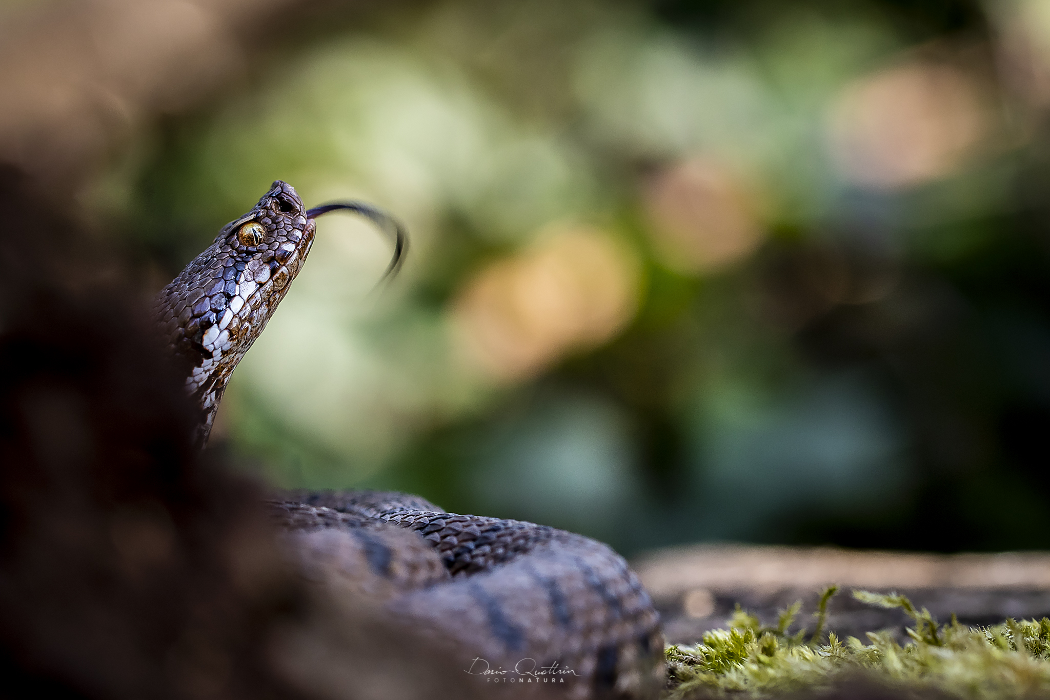 vipera aspis francisciredi