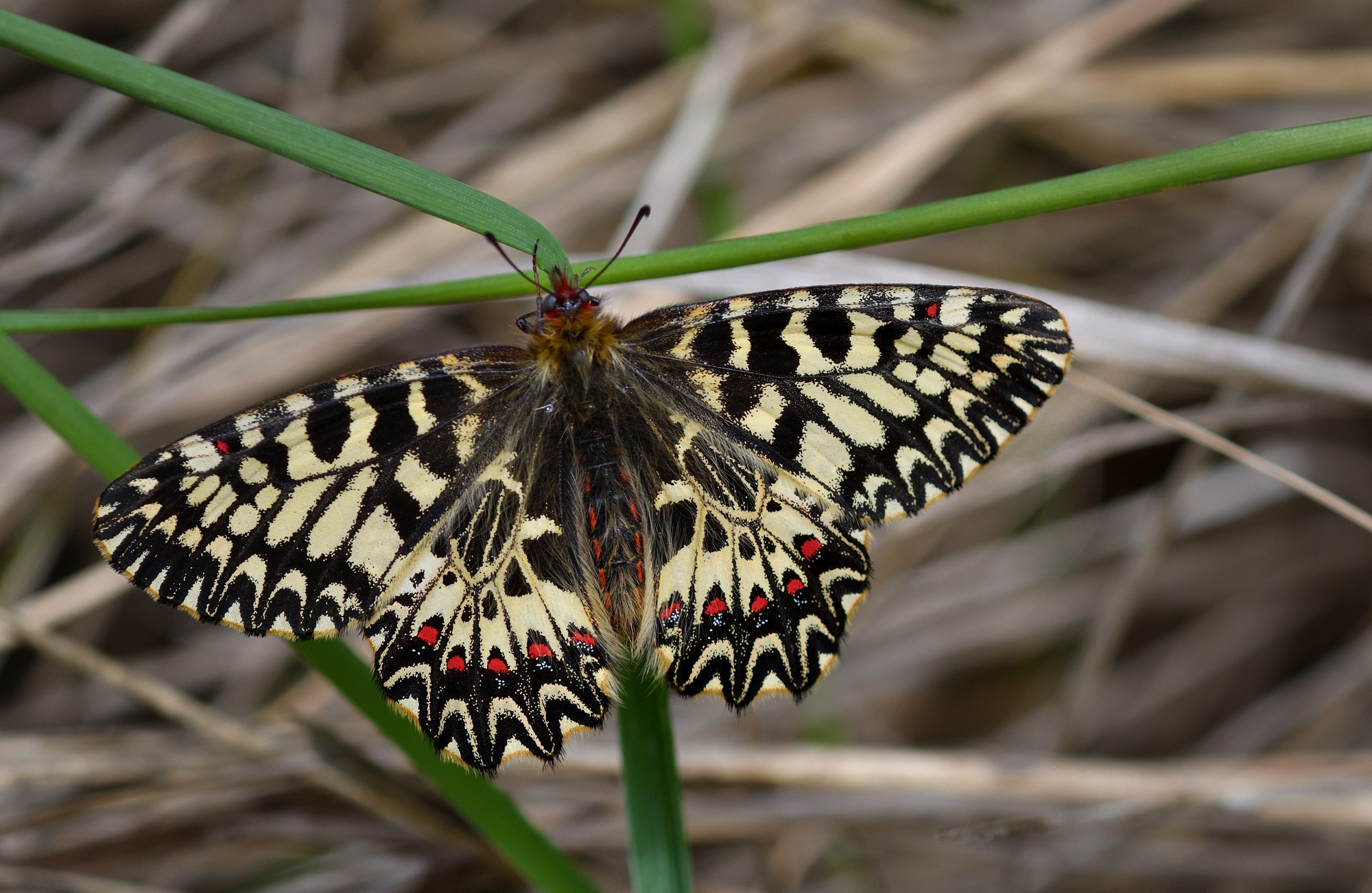 Looking for shelter from the wind..