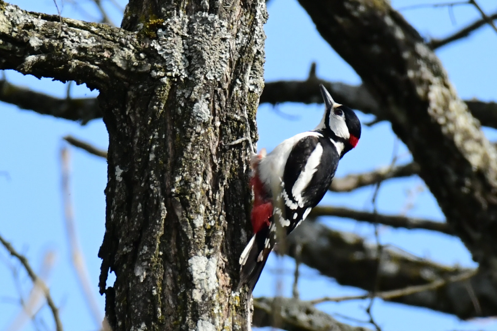 Senior Red Woodpeckers