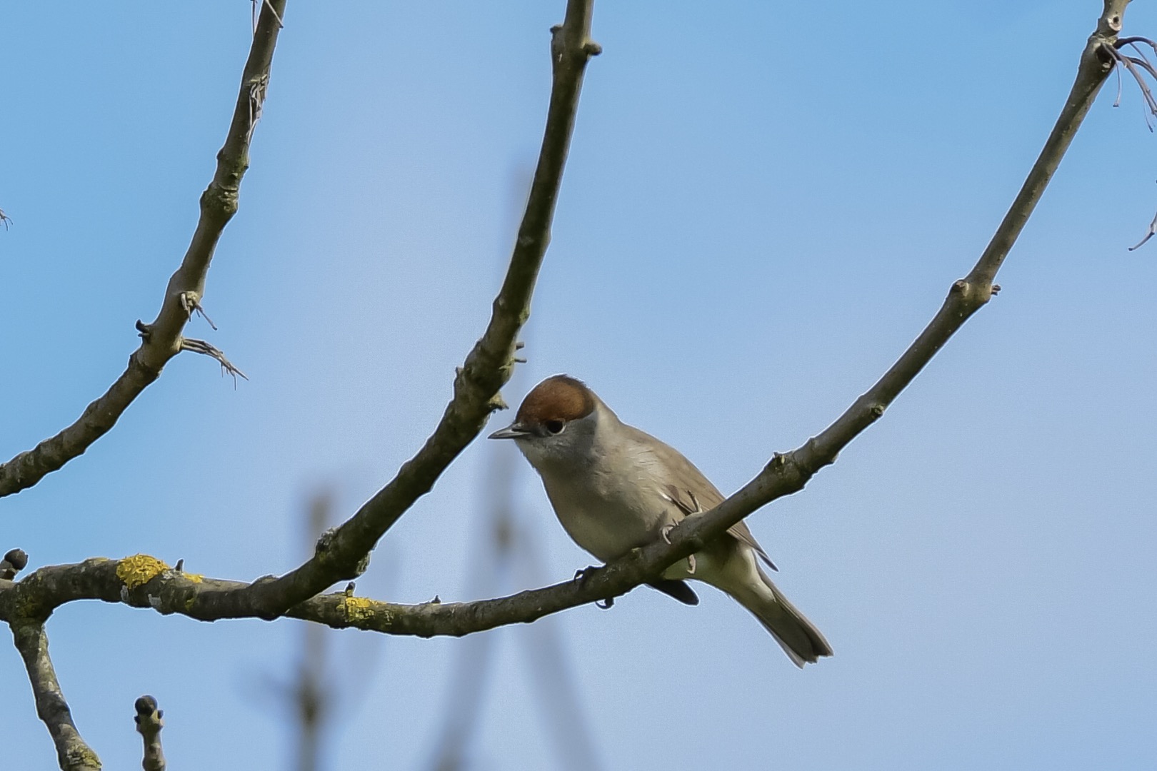 Blackcap