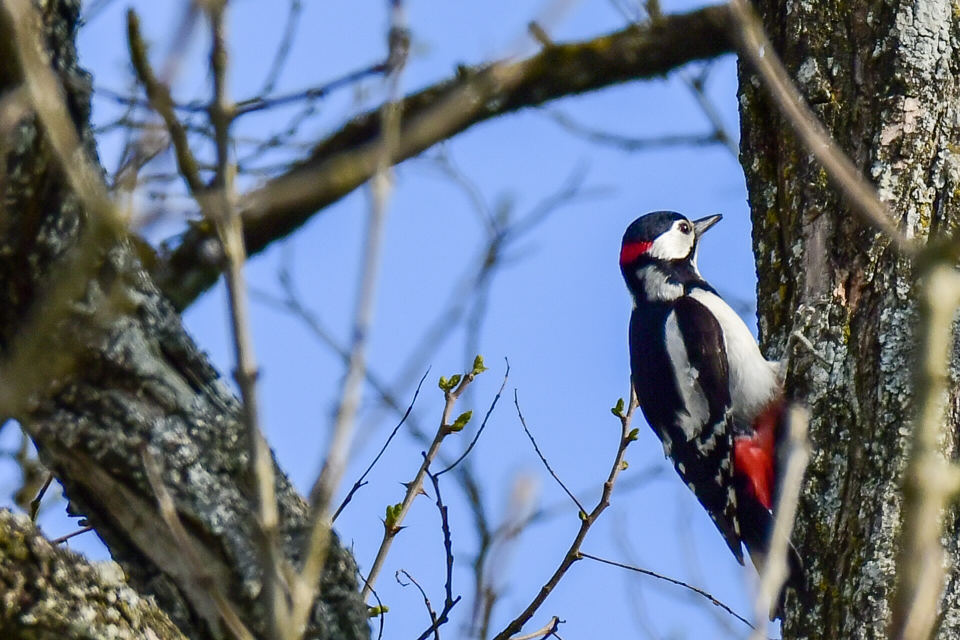 Senior Red Woodpeckers