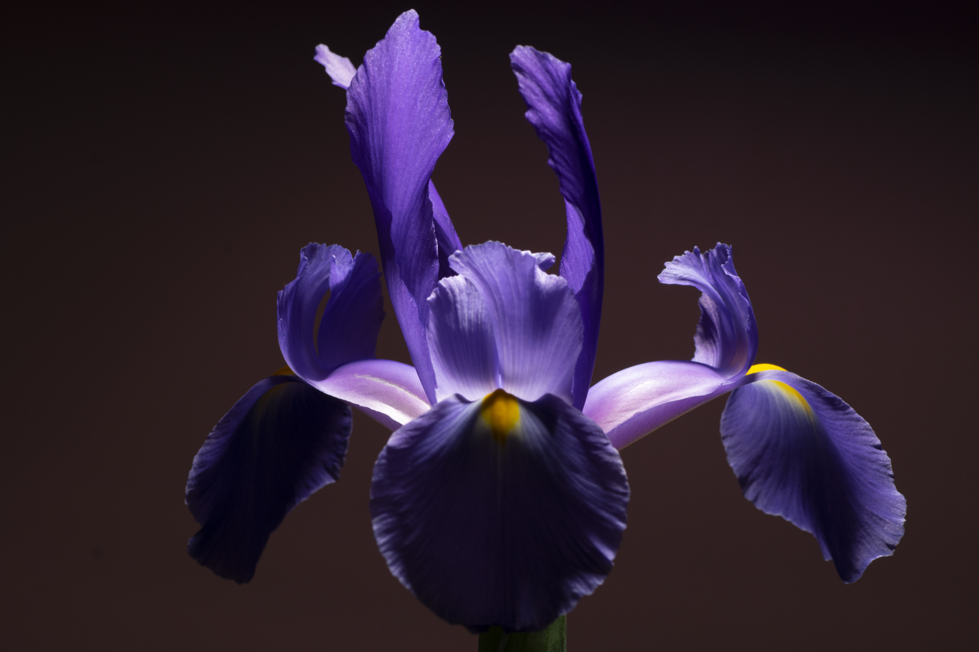 Iris _non ancora postprodotto
