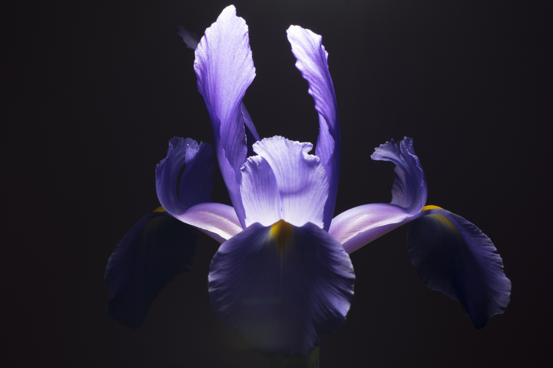 Iris Studio Light _ not yet post product