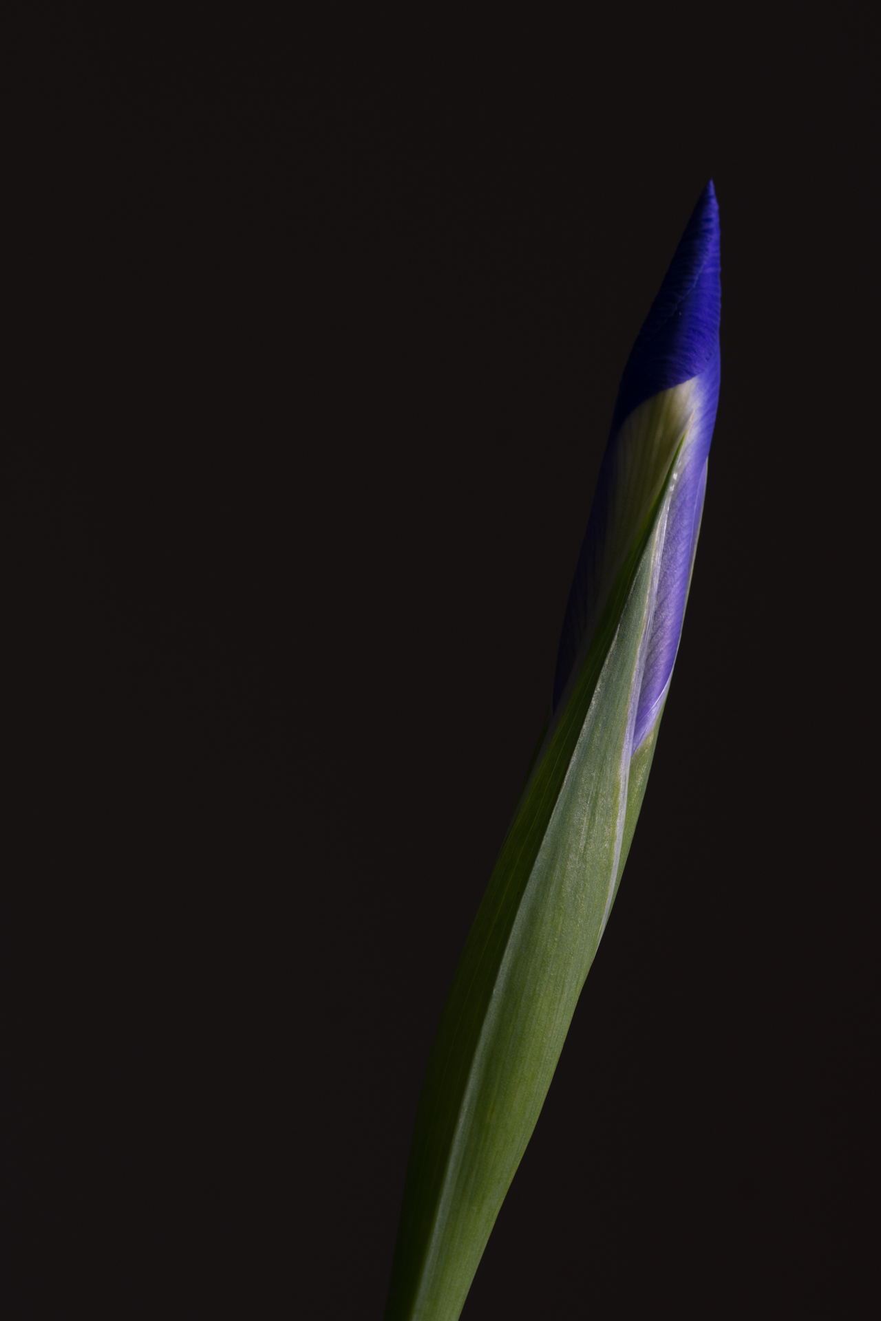 Iris Bud