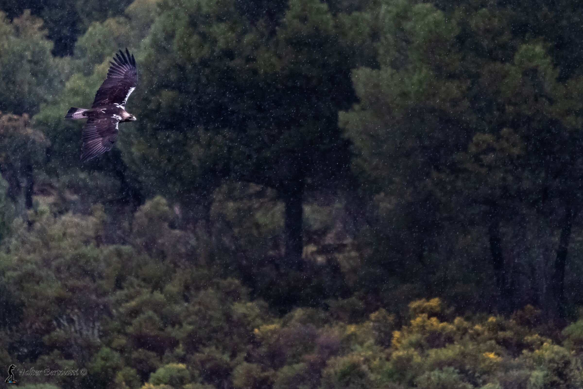 questo è il mio regno