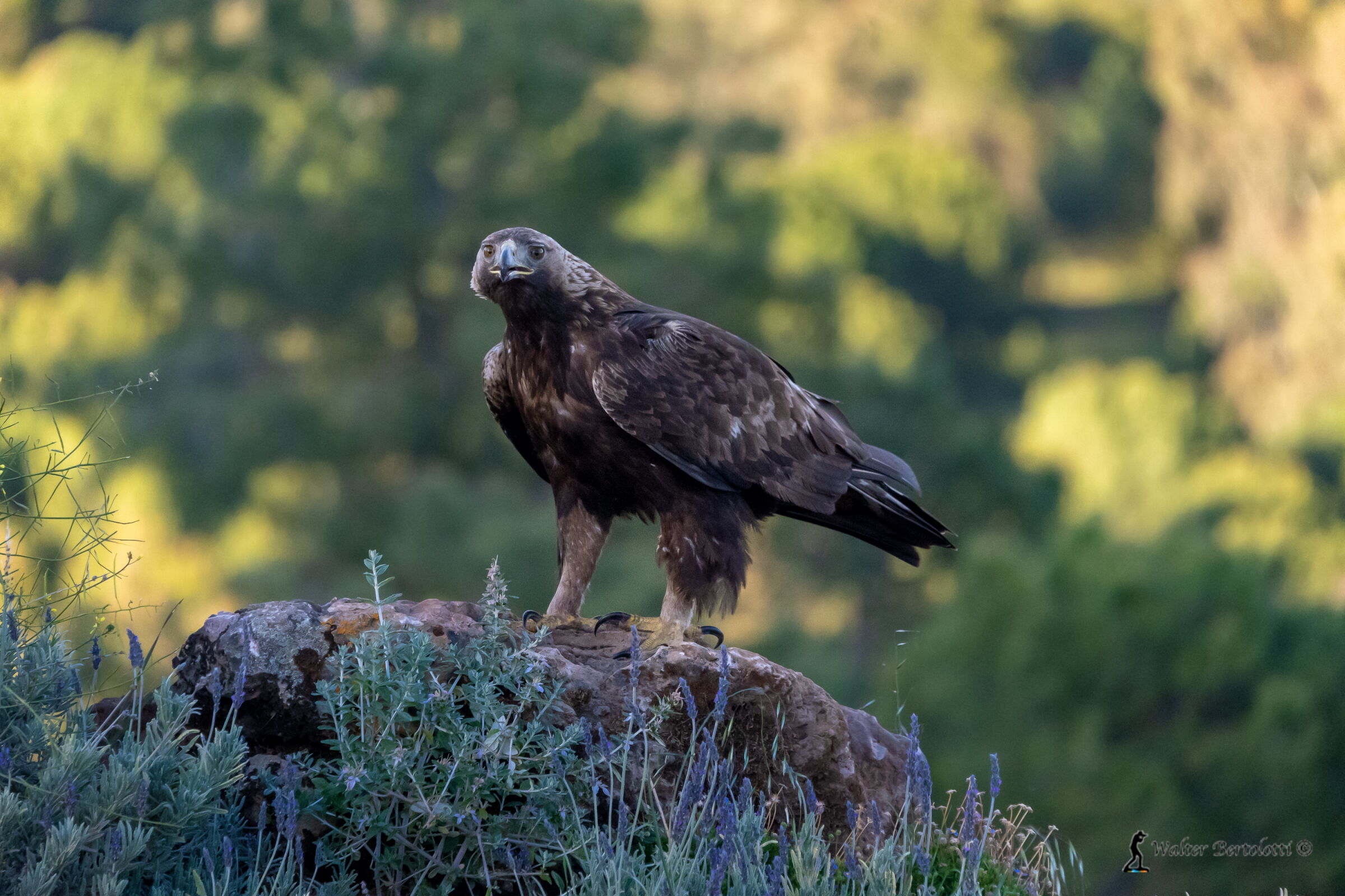 eccola, lei, la regina