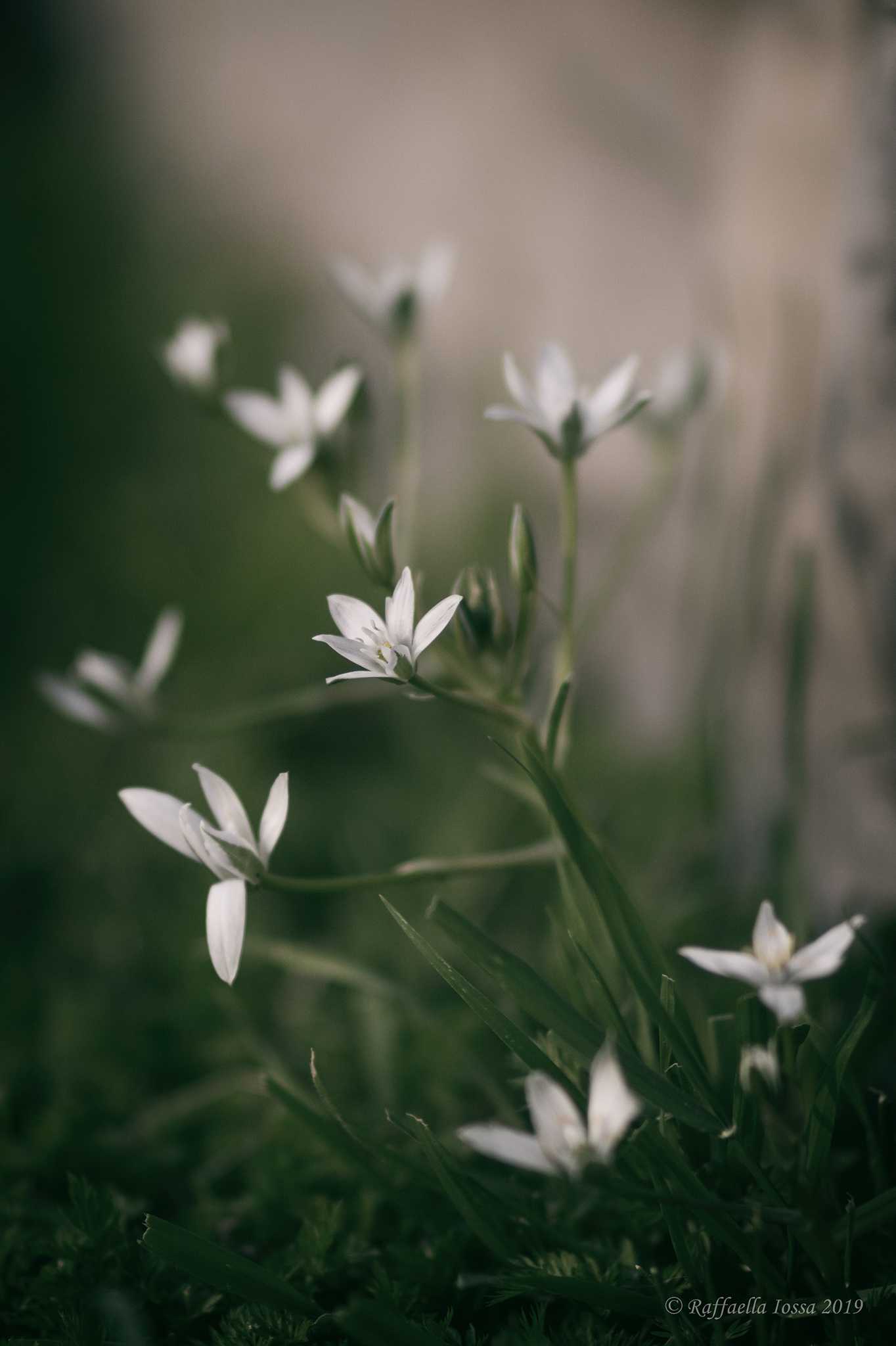 Ornithogalum umbellatum