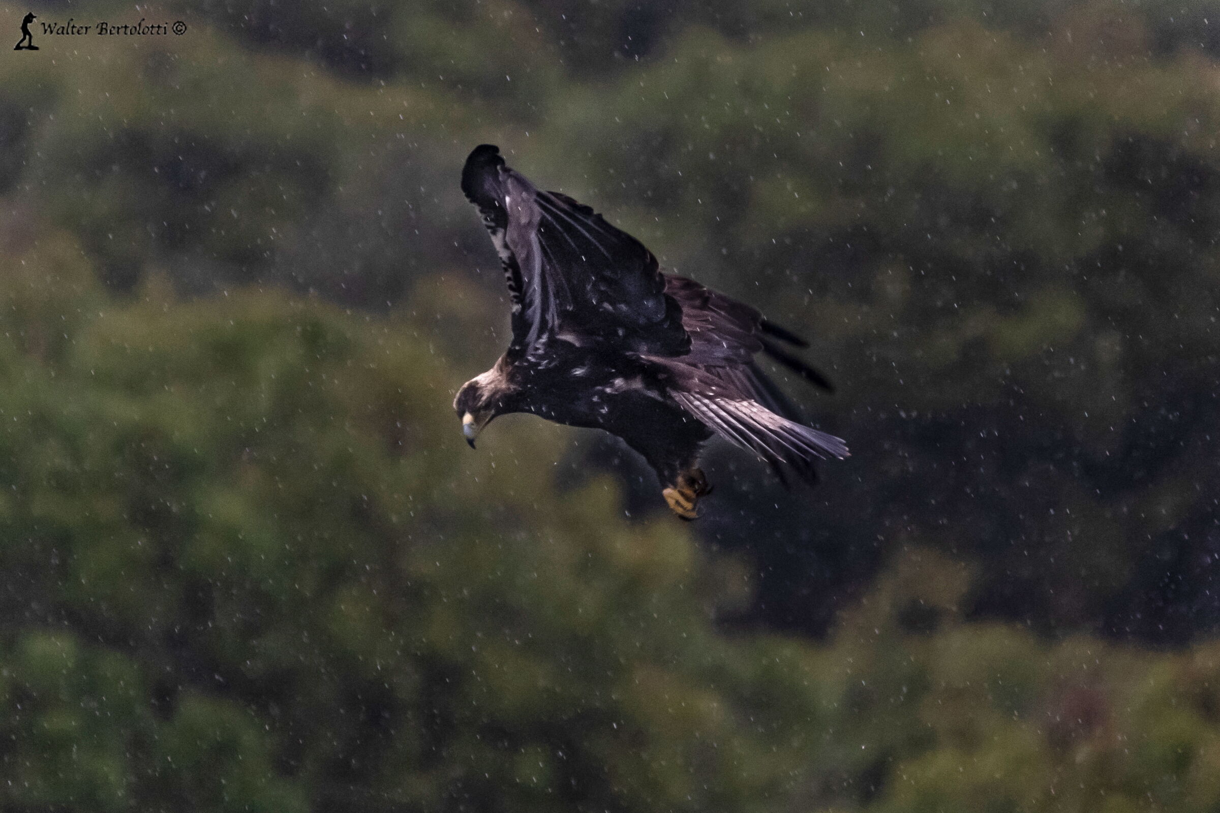 l'imperiale e la pioggia