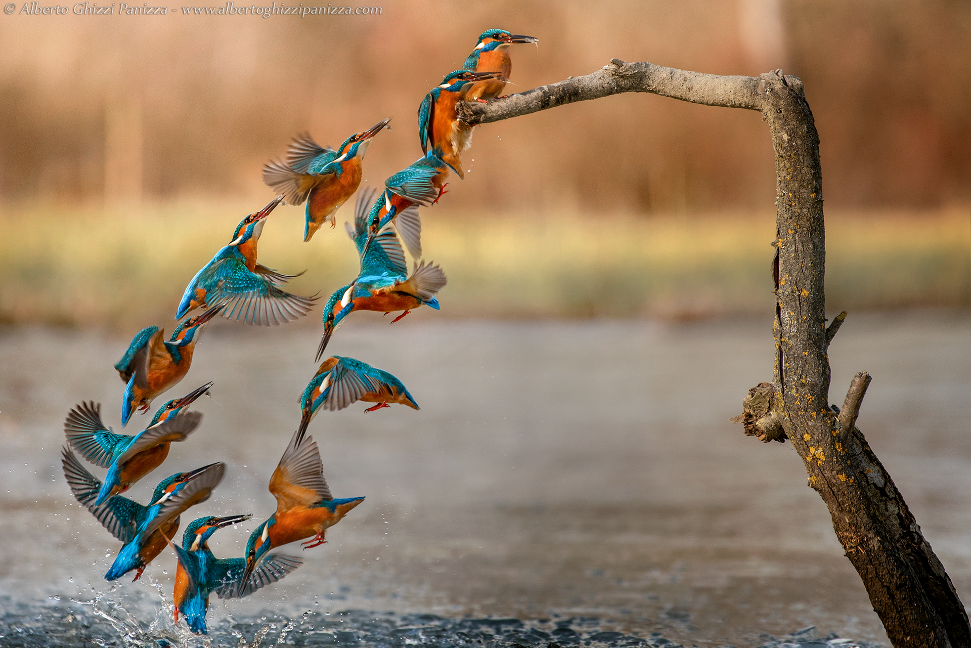 Dynamics of Martin's fishery