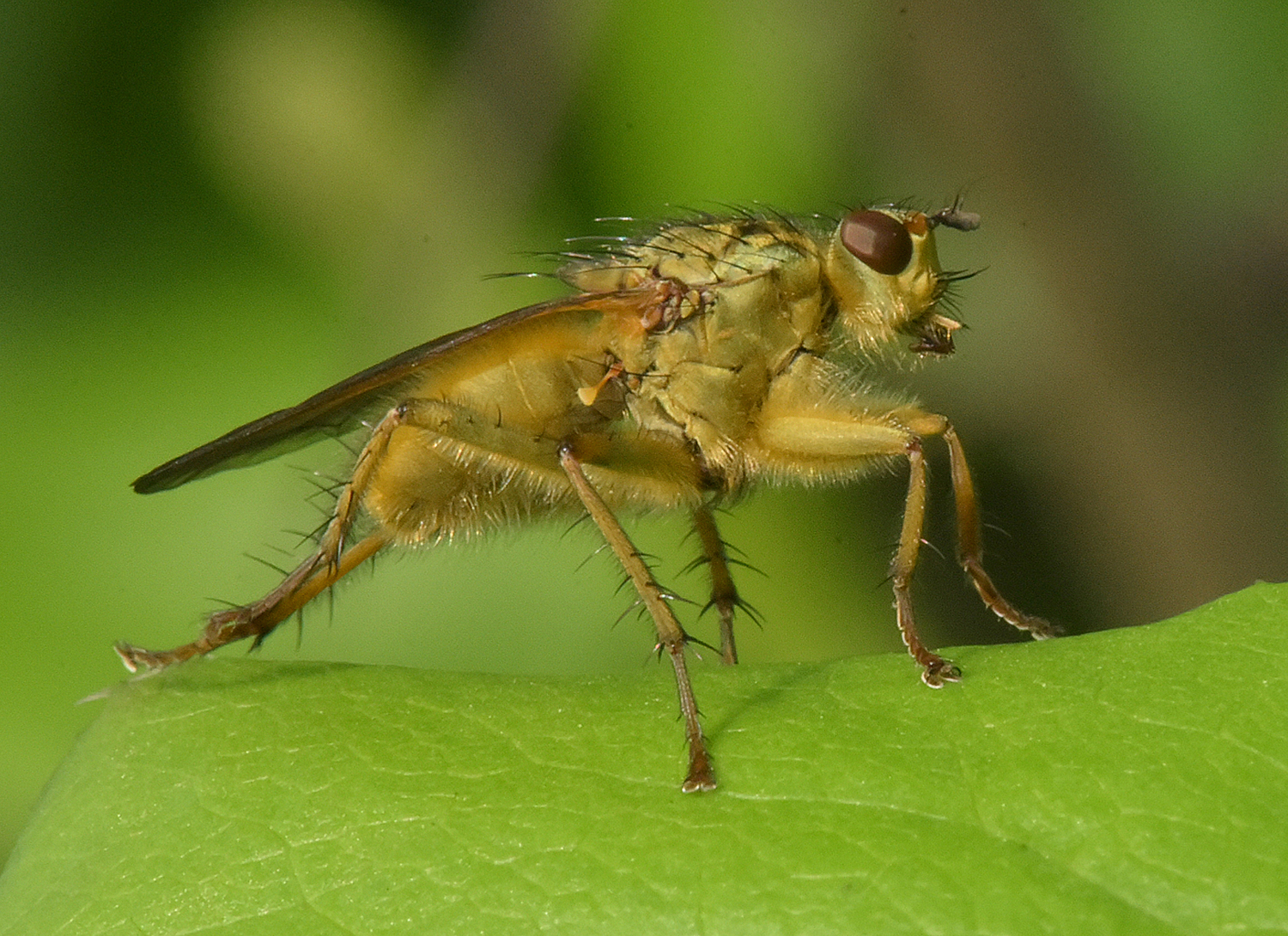 UNDETERMINED INSECT 8 MM LONG