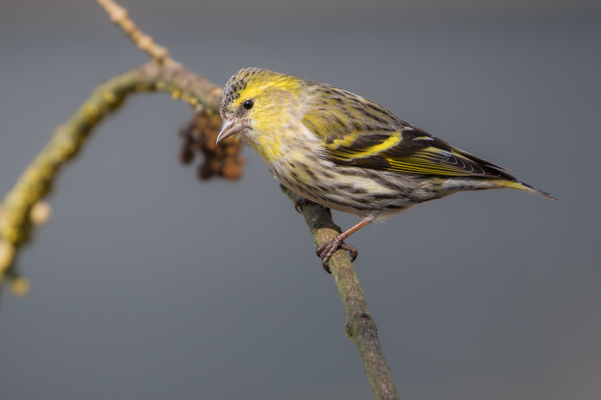 Female Siskin.