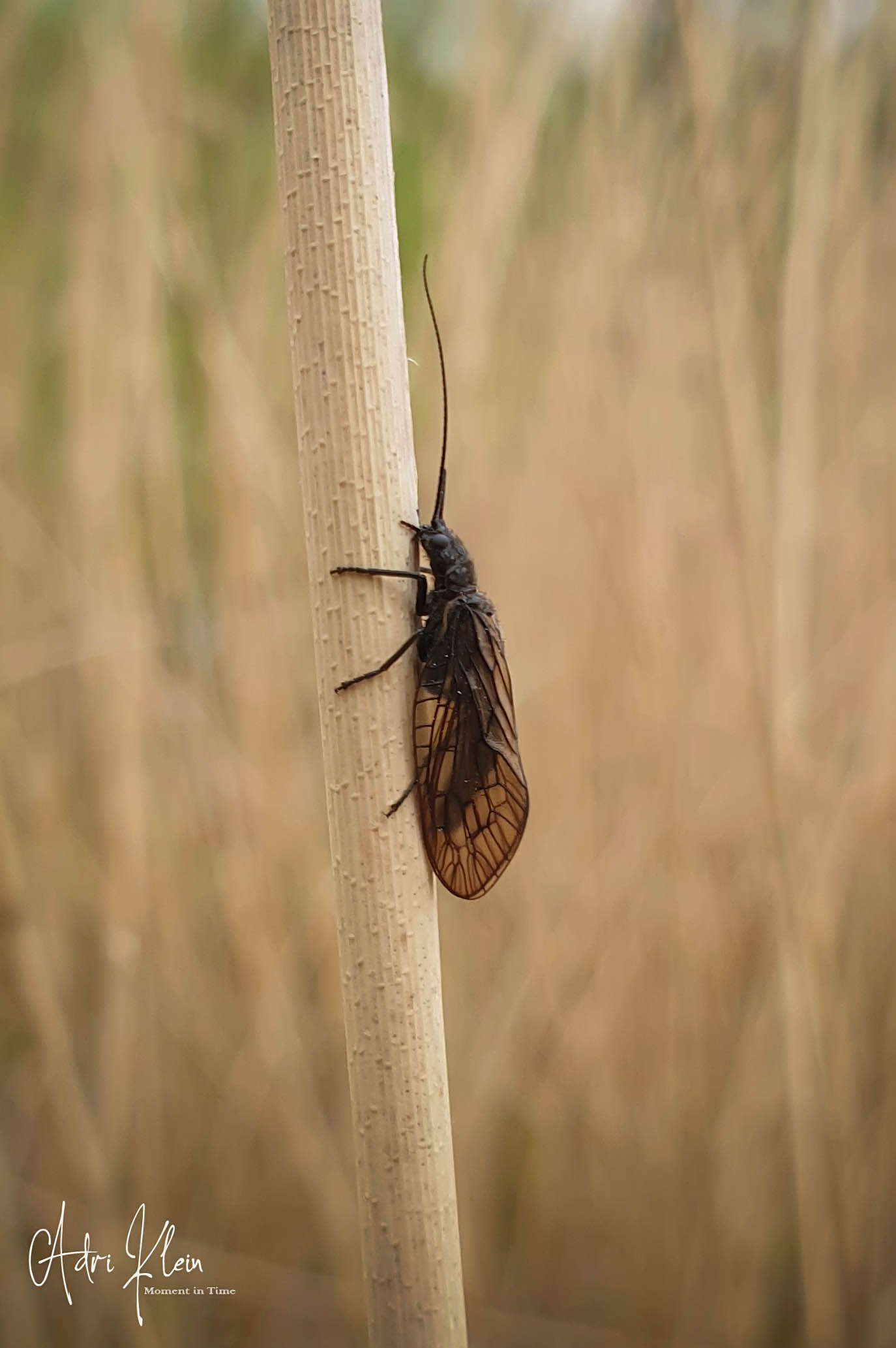 Alder Fly