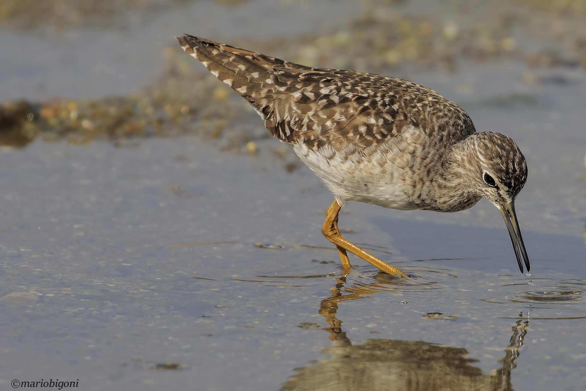 Piro Piro Boschereccio