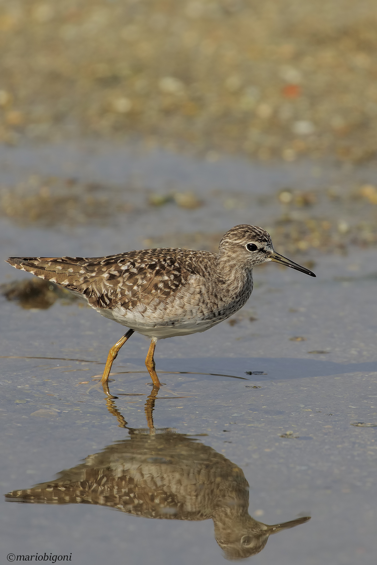 Piro Piro Boschereccio