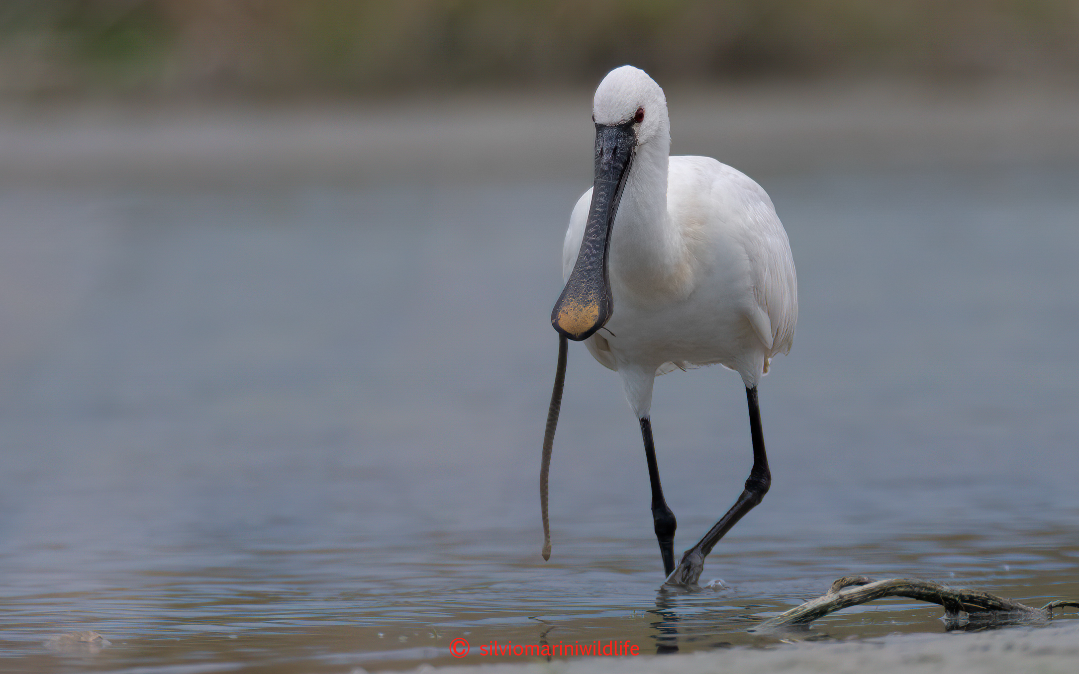 Spatola vs Natrix tassellata
