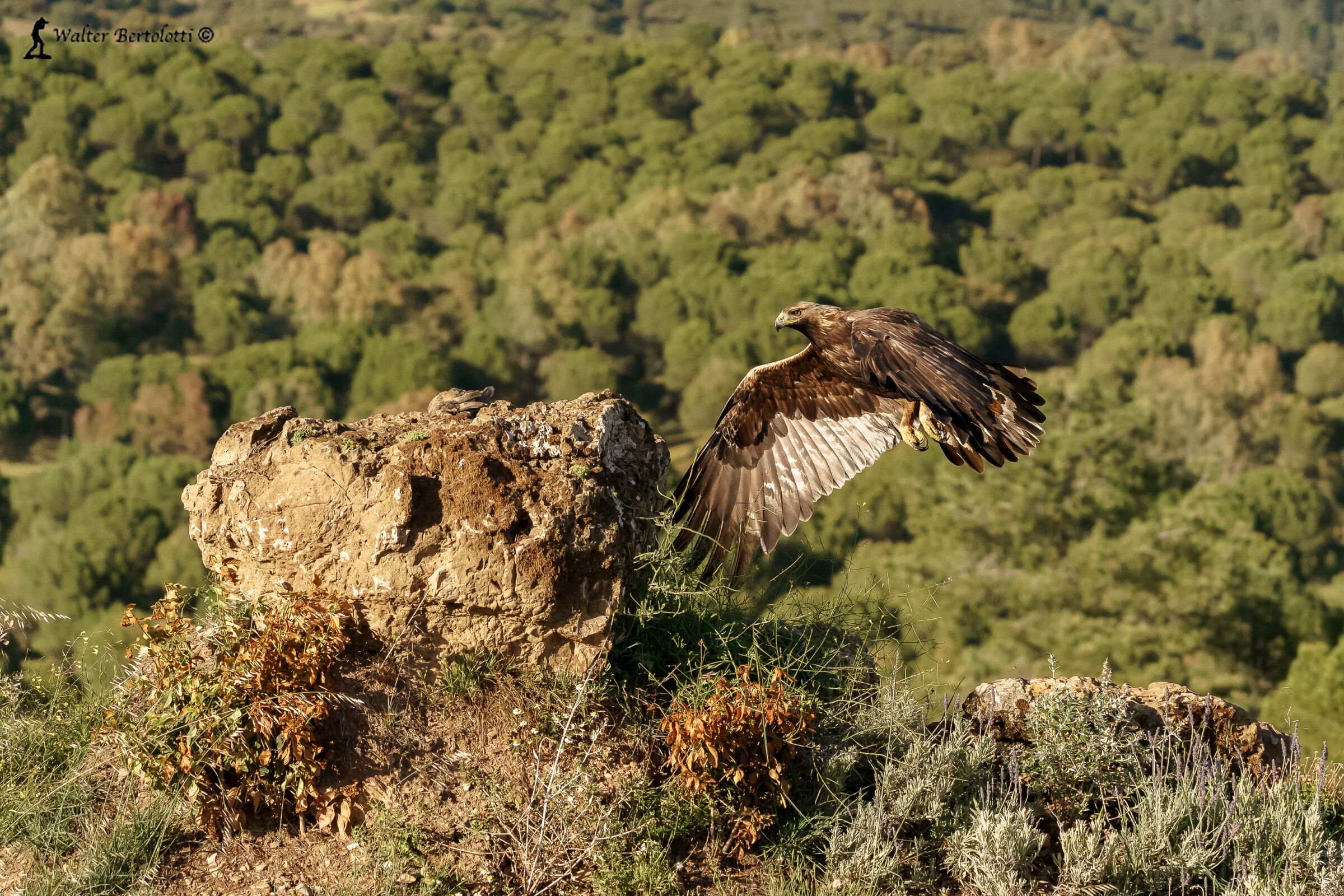 la regina al tramonto