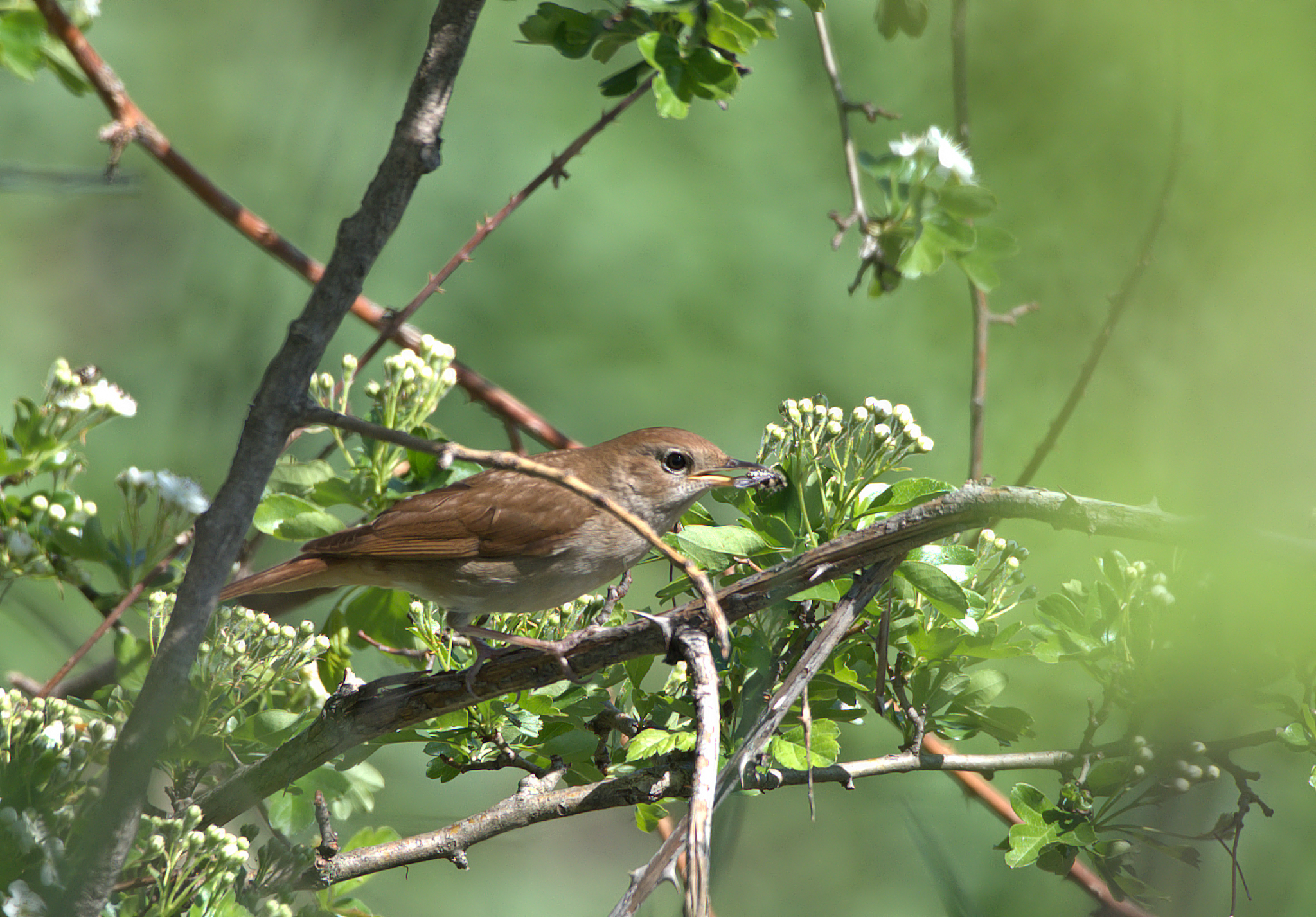 Nightingale with Prey